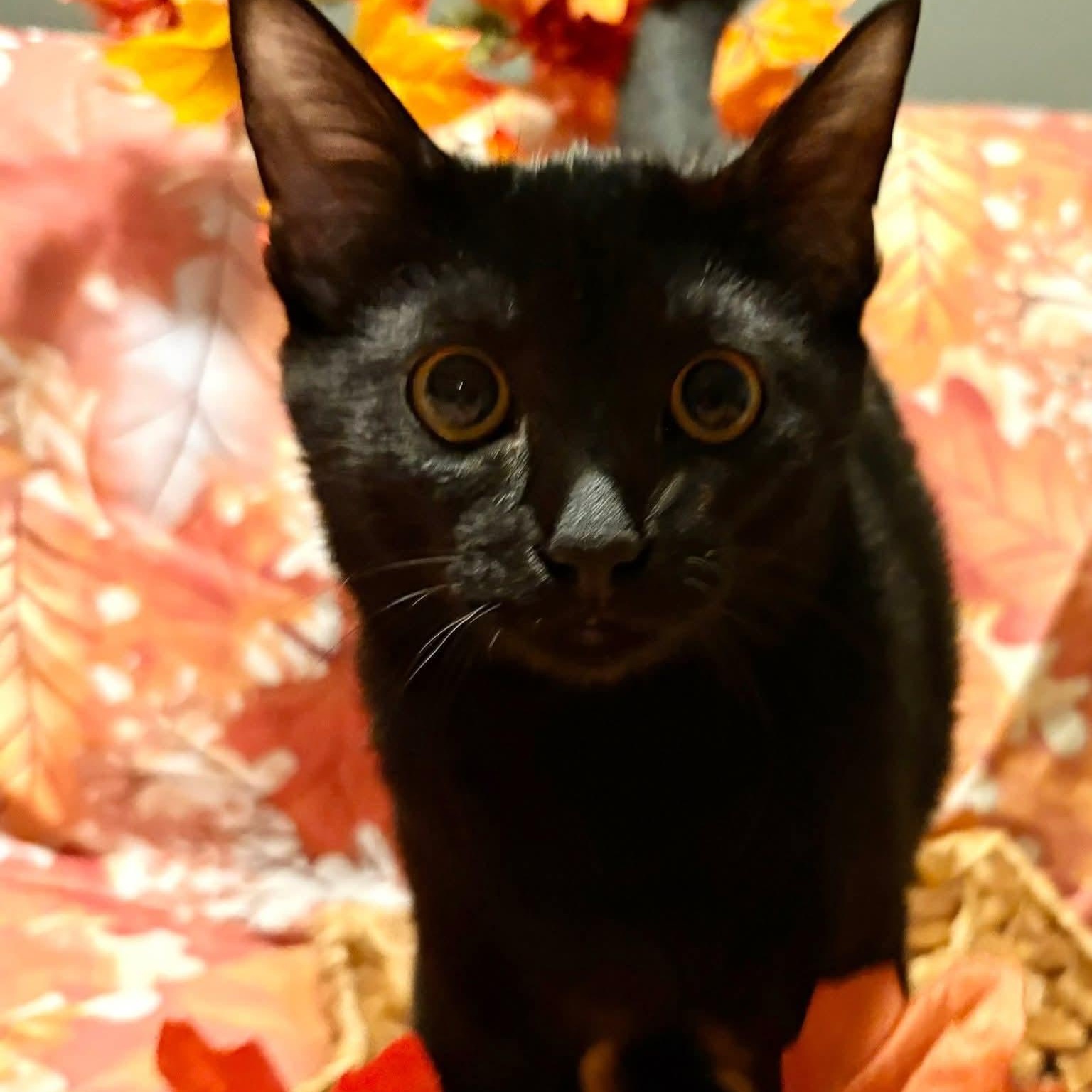 Tuff Nut, a Adoptable Domestic Short Hair in Royal Oak, MI image 3/5