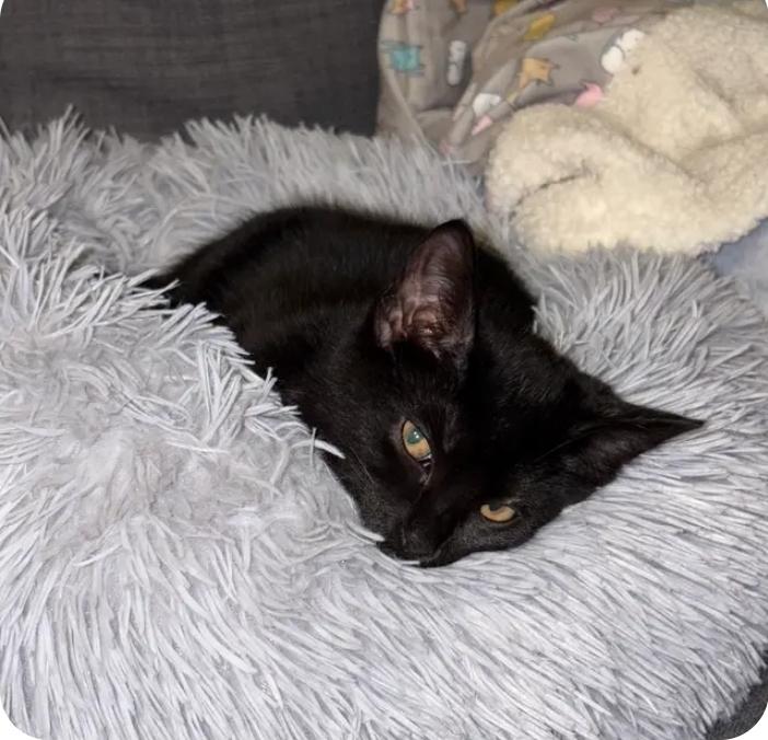 Tuff Nut, a Adoptable Domestic Short Hair in Royal Oak, MI image 5/5