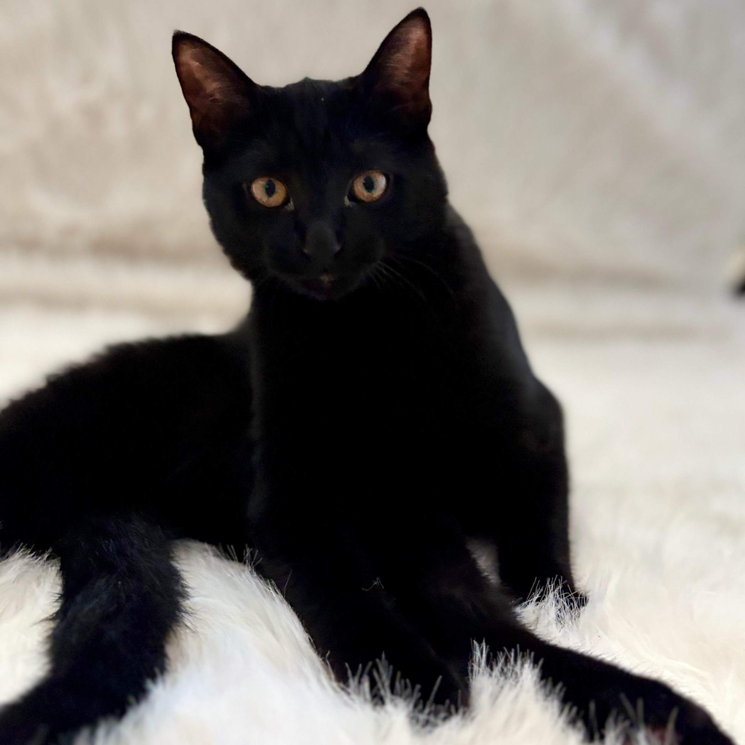 Tuff Nut, a Adoptable Domestic Short Hair in Royal Oak, MI image 1/5