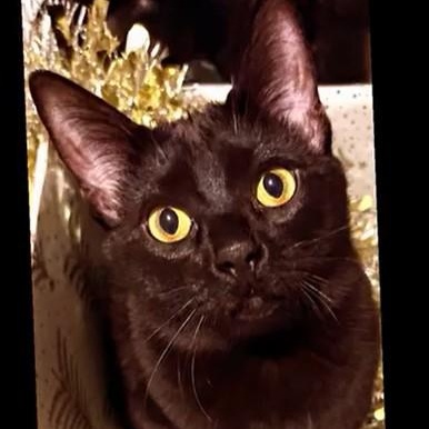Tuff Nut, a Adoptable Domestic Short Hair in Royal Oak, MI image 2/5
