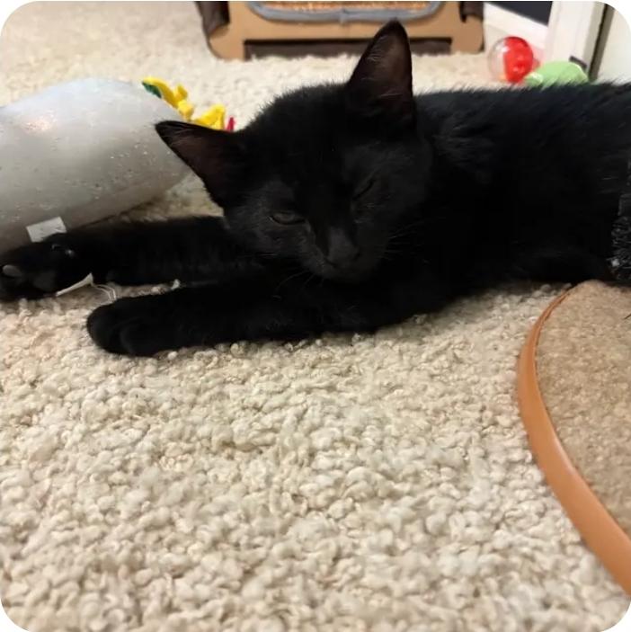 Tuff Nut, a Adoptable Domestic Short Hair in Royal Oak, MI image 4/5