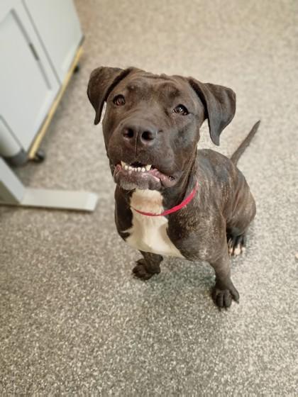 Wendy Darling, Adoptable, Adult Female Cane Corso & Mixed Breed.