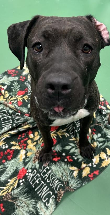Wendy Darling, Adoptable, Adult Female Cane Corso & Mixed Breed.