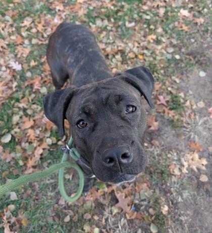 Enlarge Wendy Darling, a Adoptable mixed breed in Sterling Heights, MI image 2/3