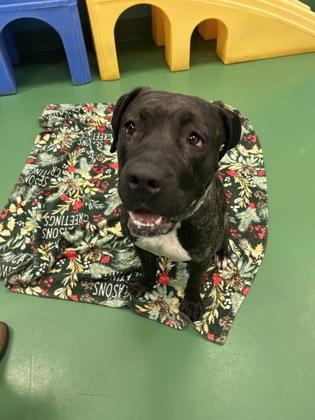 Enlarge Wendy Darling, a Adoptable mixed breed in Sterling Heights, MI image 3/3