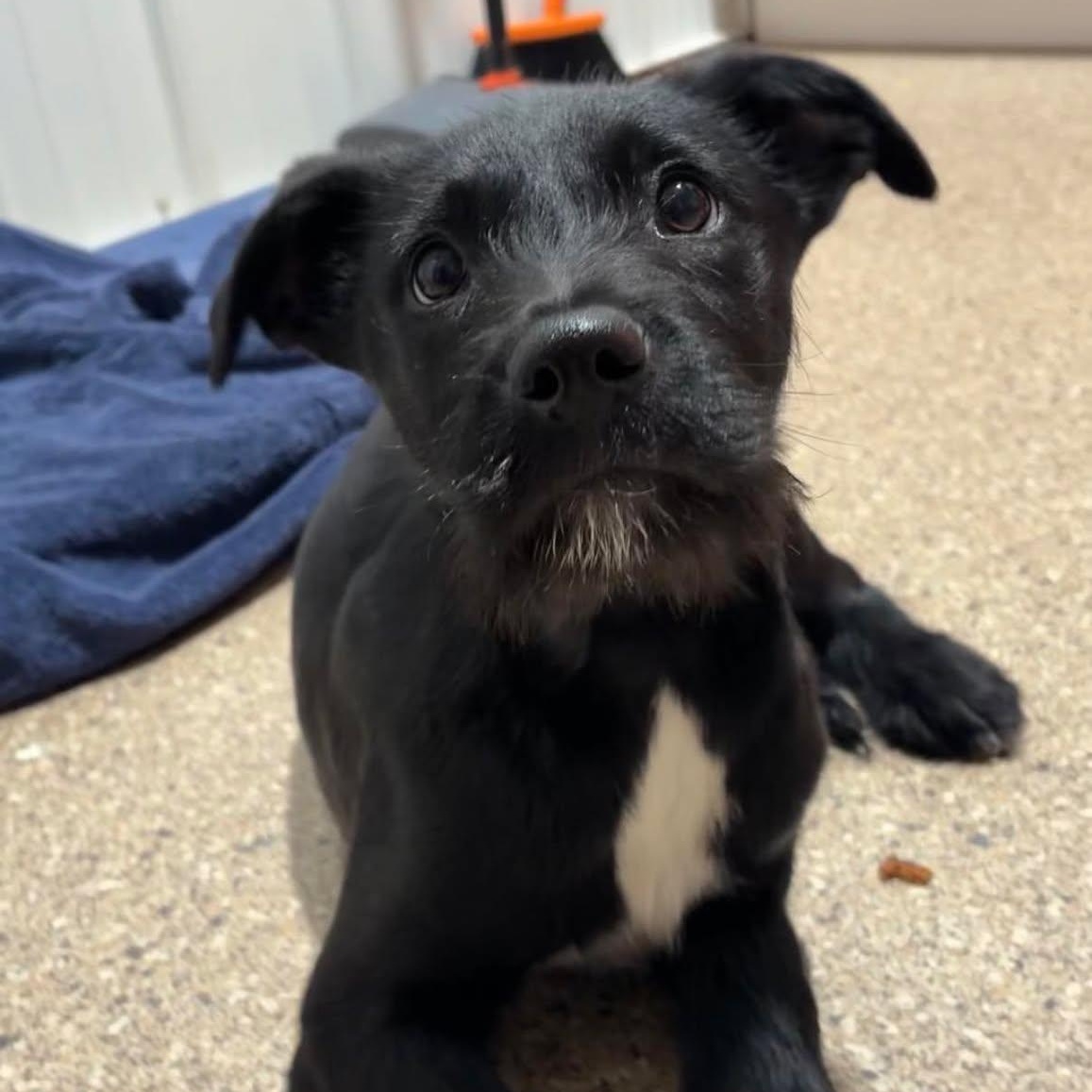 Worcestershire, adopted, Puppy Male Labrador Retriever.
