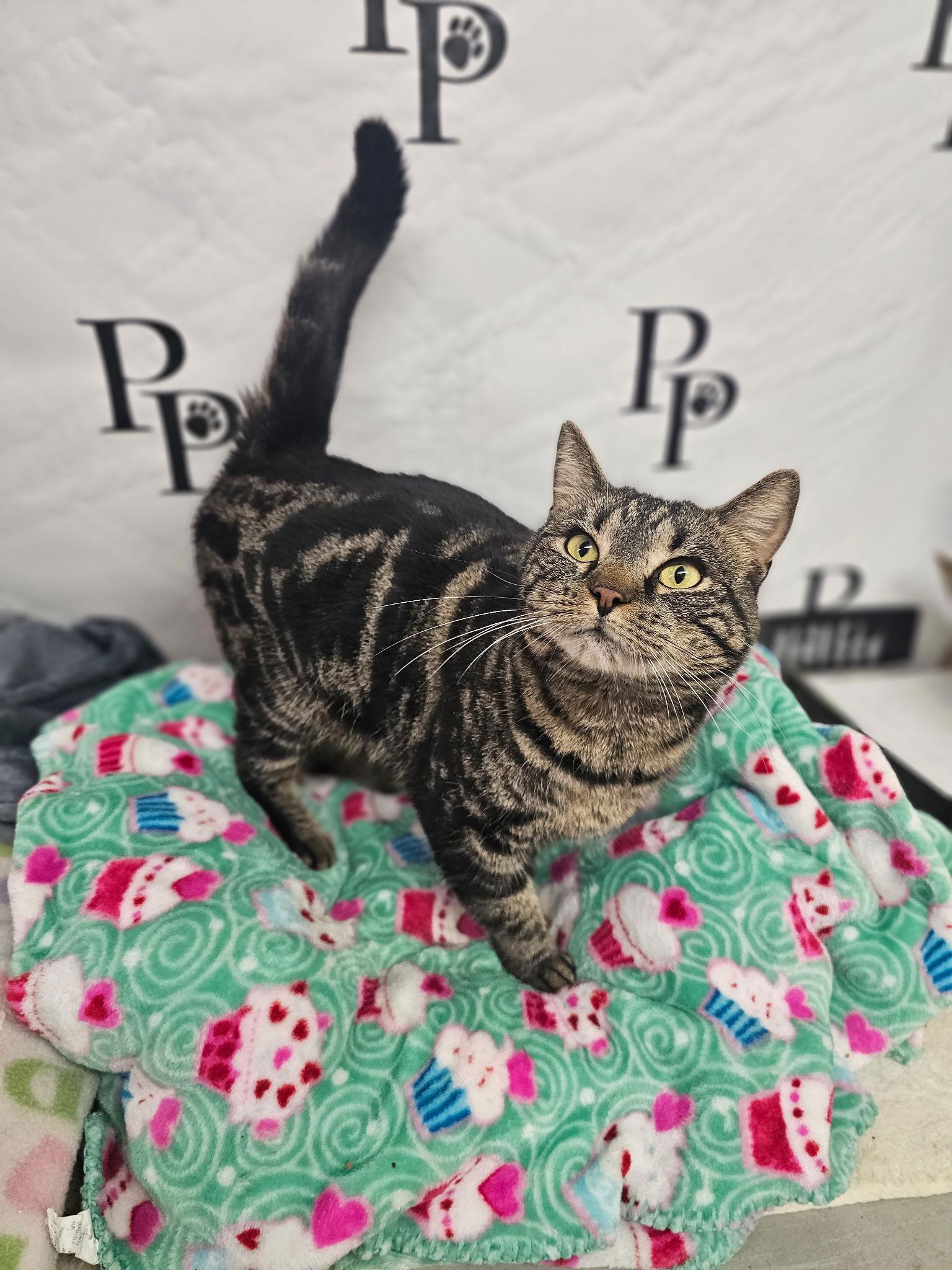 Marie Leveau, Adoptable, Adult Female Domestic Short Hair.