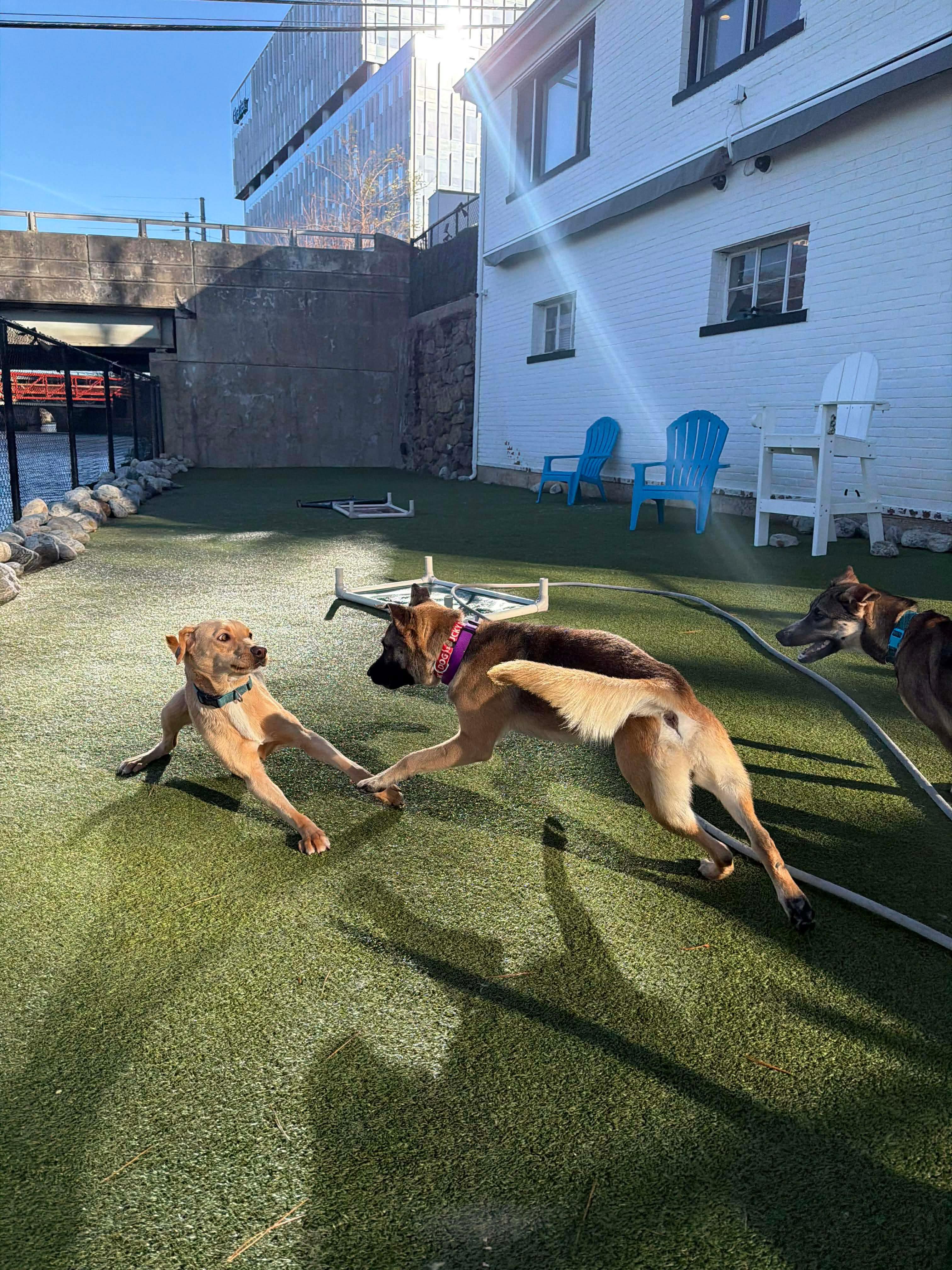 TRAVELER, ADOPTABLE, Adult Male German Shepherd Dog.