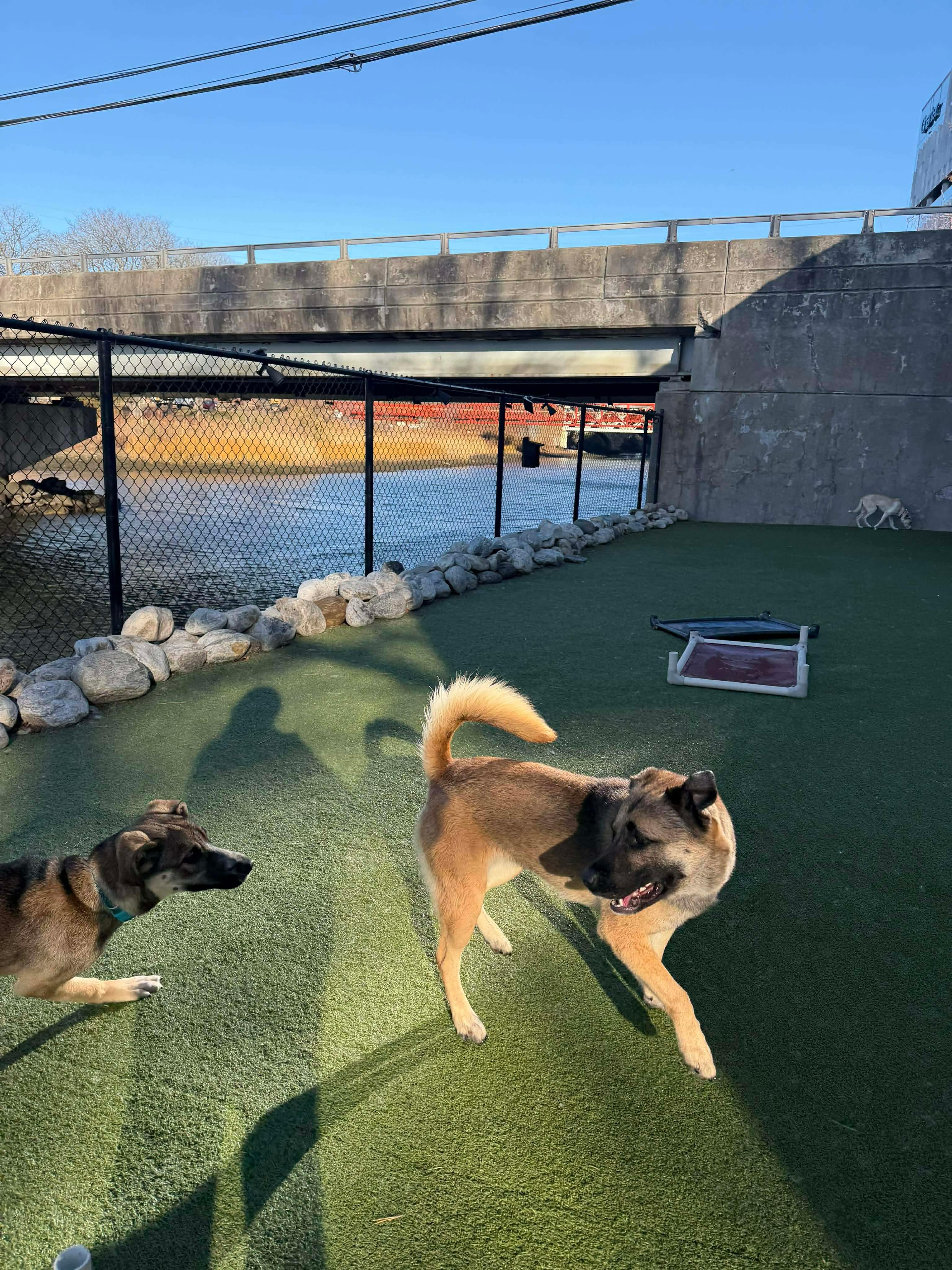 TRAVELER, a ADOPTABLE mixed breed in Stamford, CT image 2/6