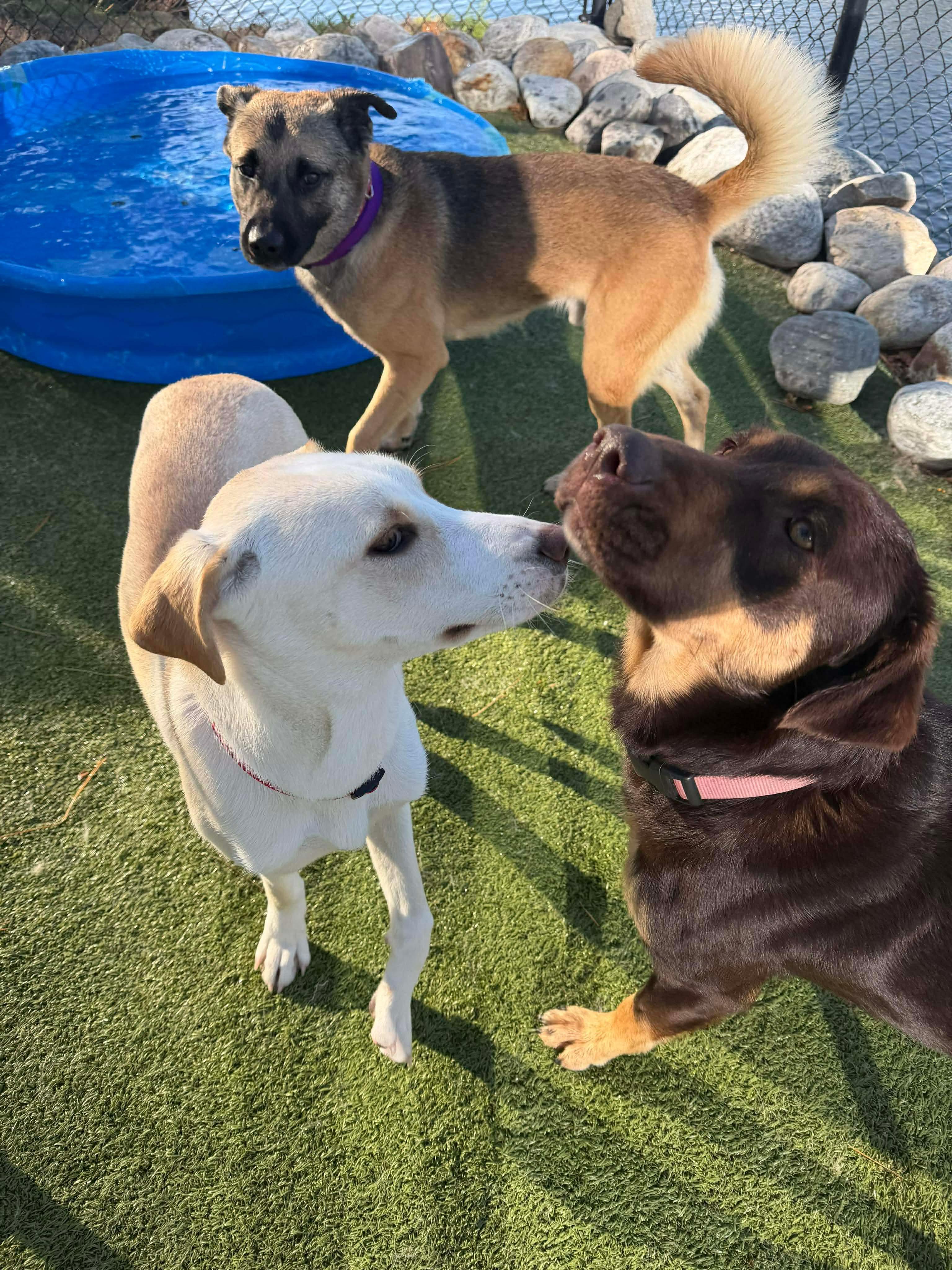 TRAVELER, a ADOPTABLE mixed breed in Stamford, CT image 3/6