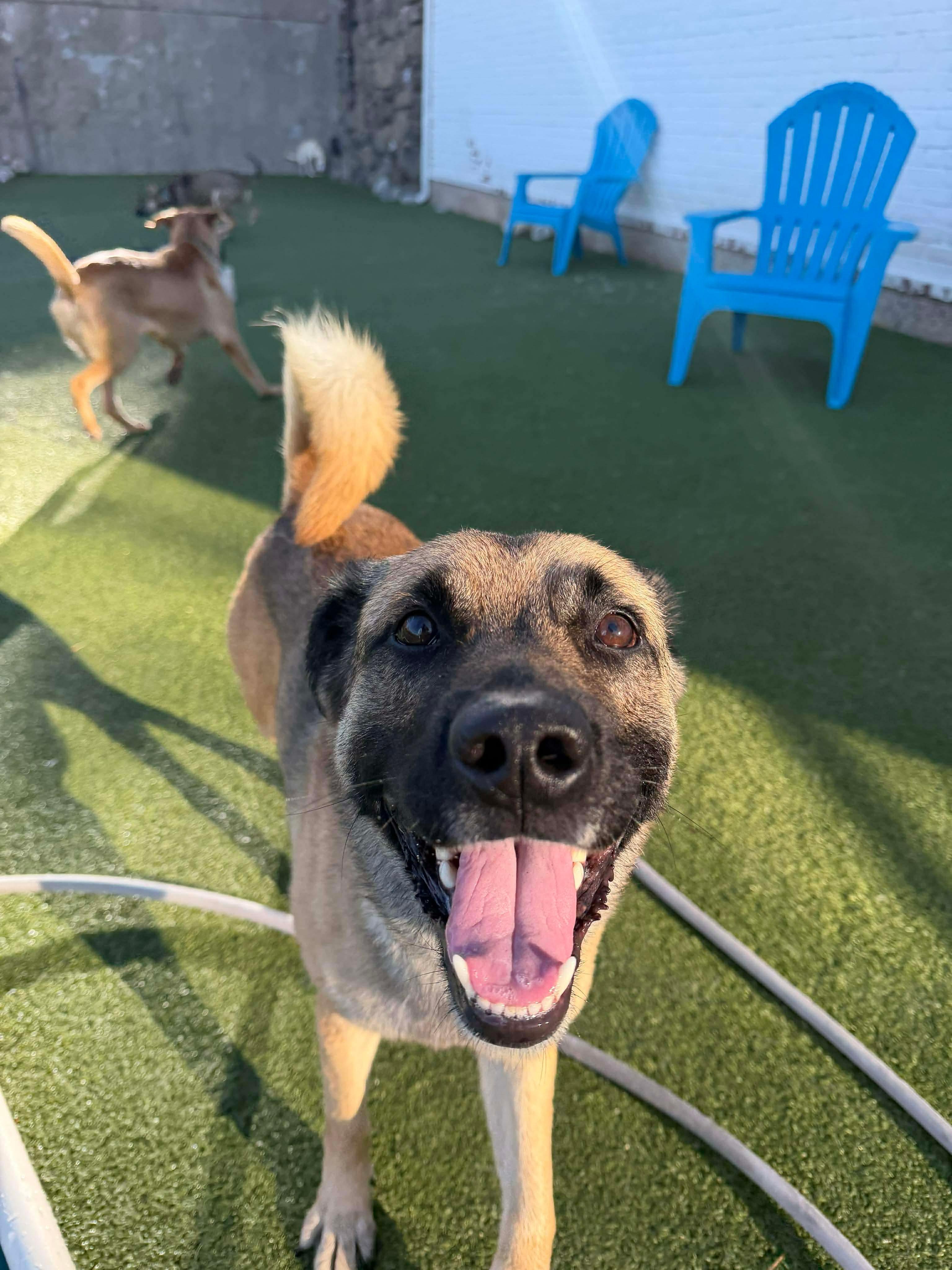 TRAVELER, a ADOPTABLE mixed breed in Stamford, CT image 4/6