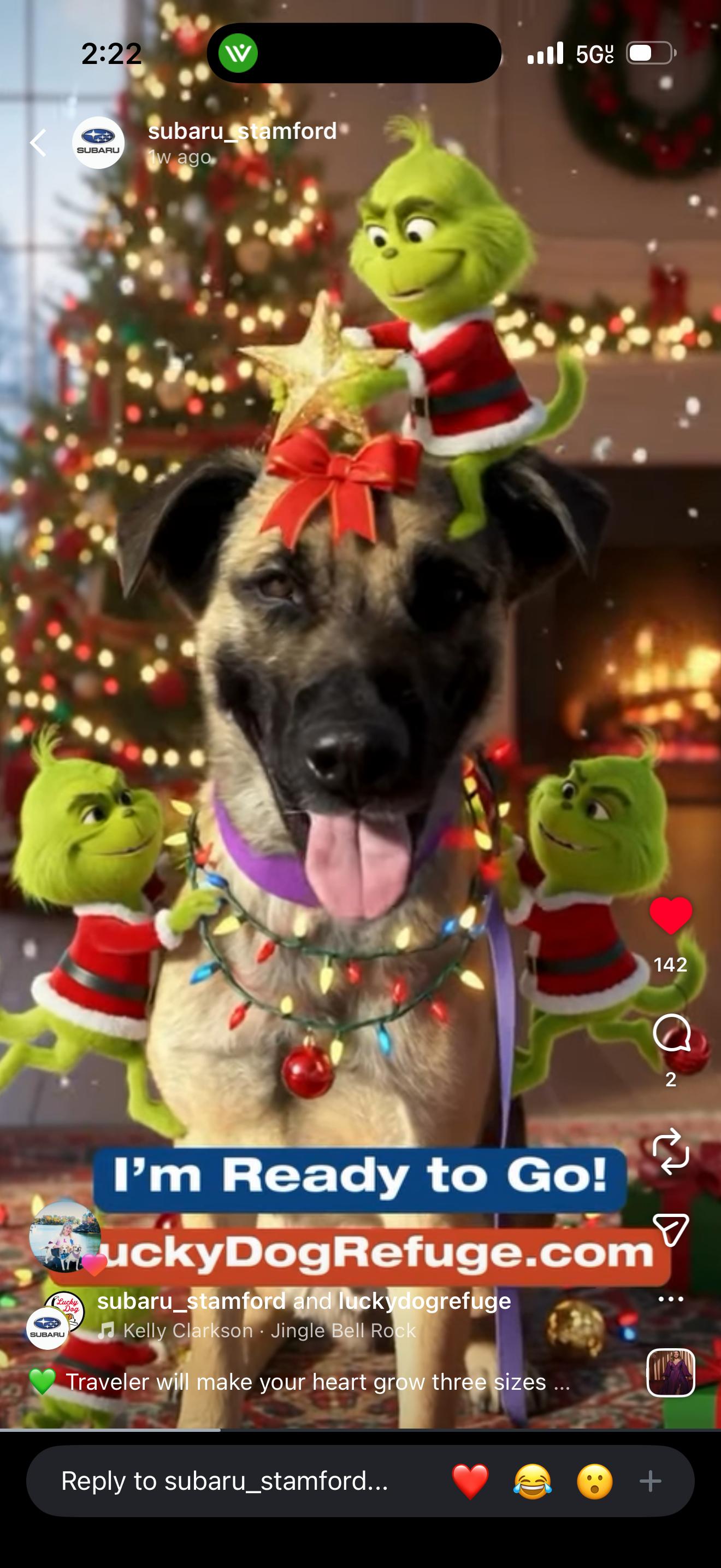 TRAVELER, a ADOPTABLE mixed breed in Stamford, CT image 5/6