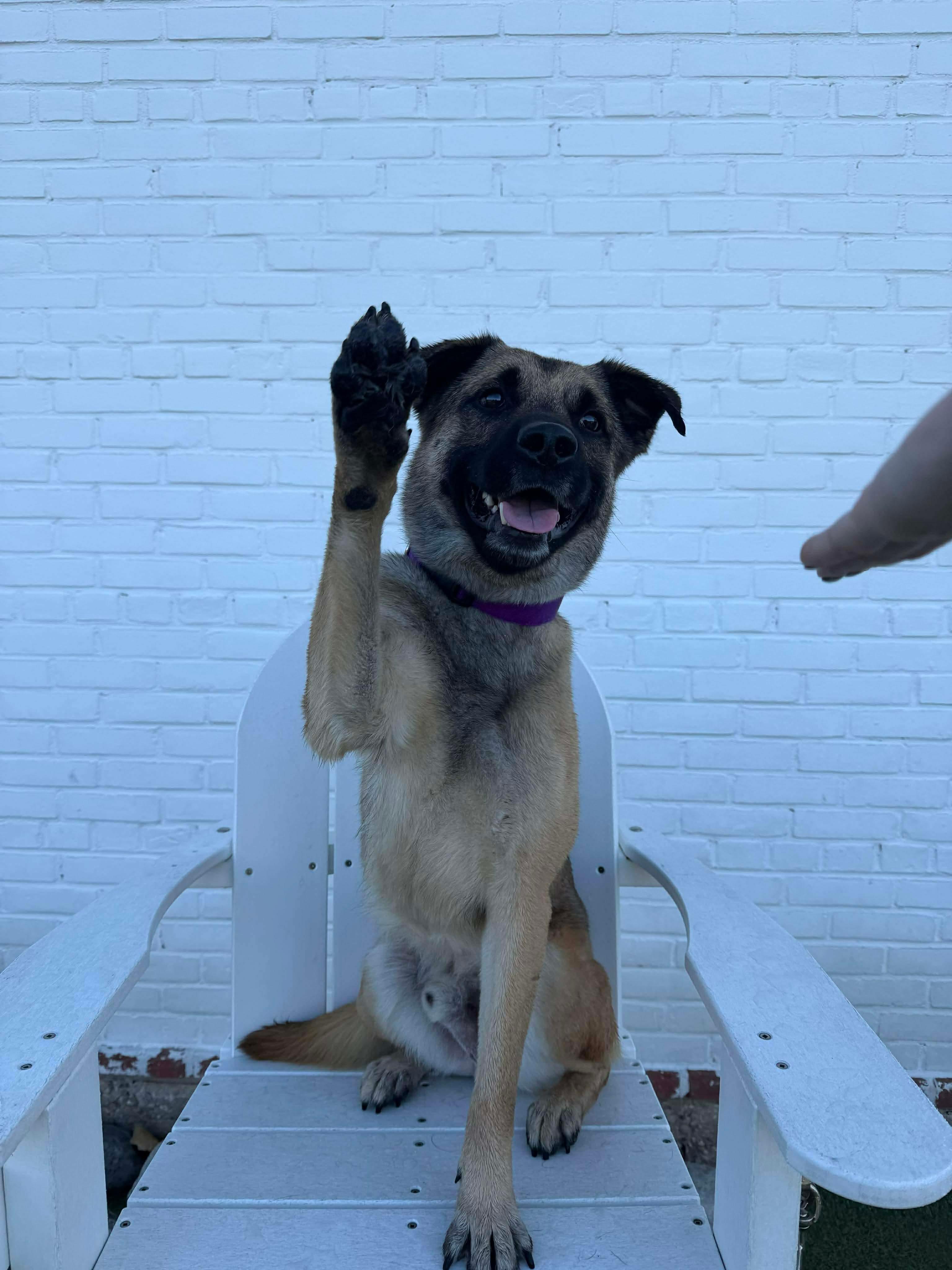 TRAVELER, a ADOPTABLE mixed breed in Stamford, CT image 6/6