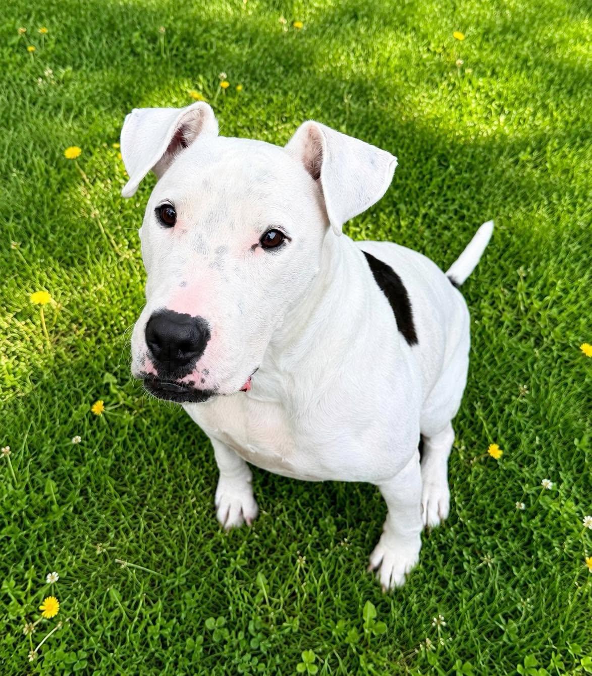 Mighty Moe, Adoptable, Adult Male Bull Terrier & Pit Bull Terrier.