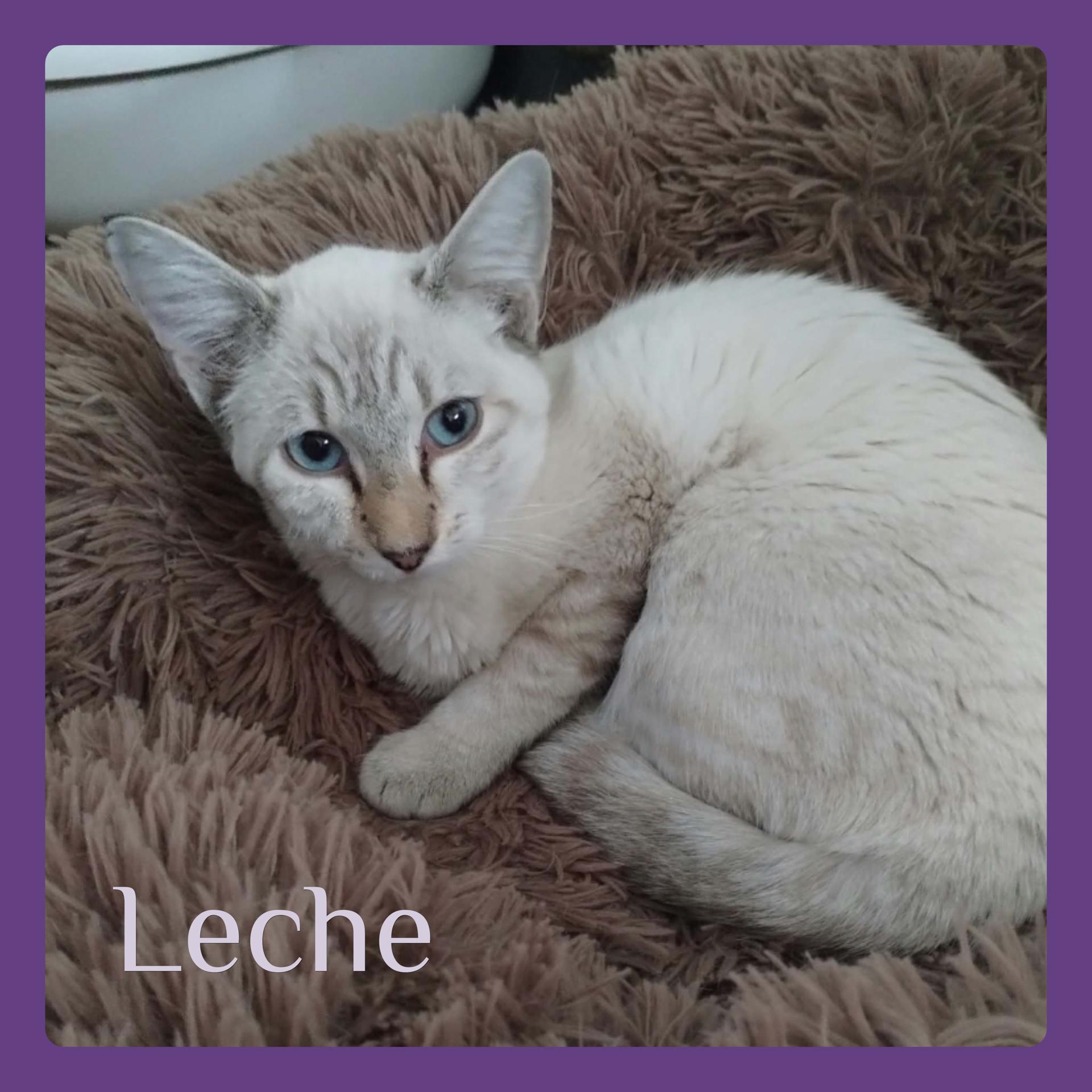 LECHE, Adopted, Kitten Female Siamese.