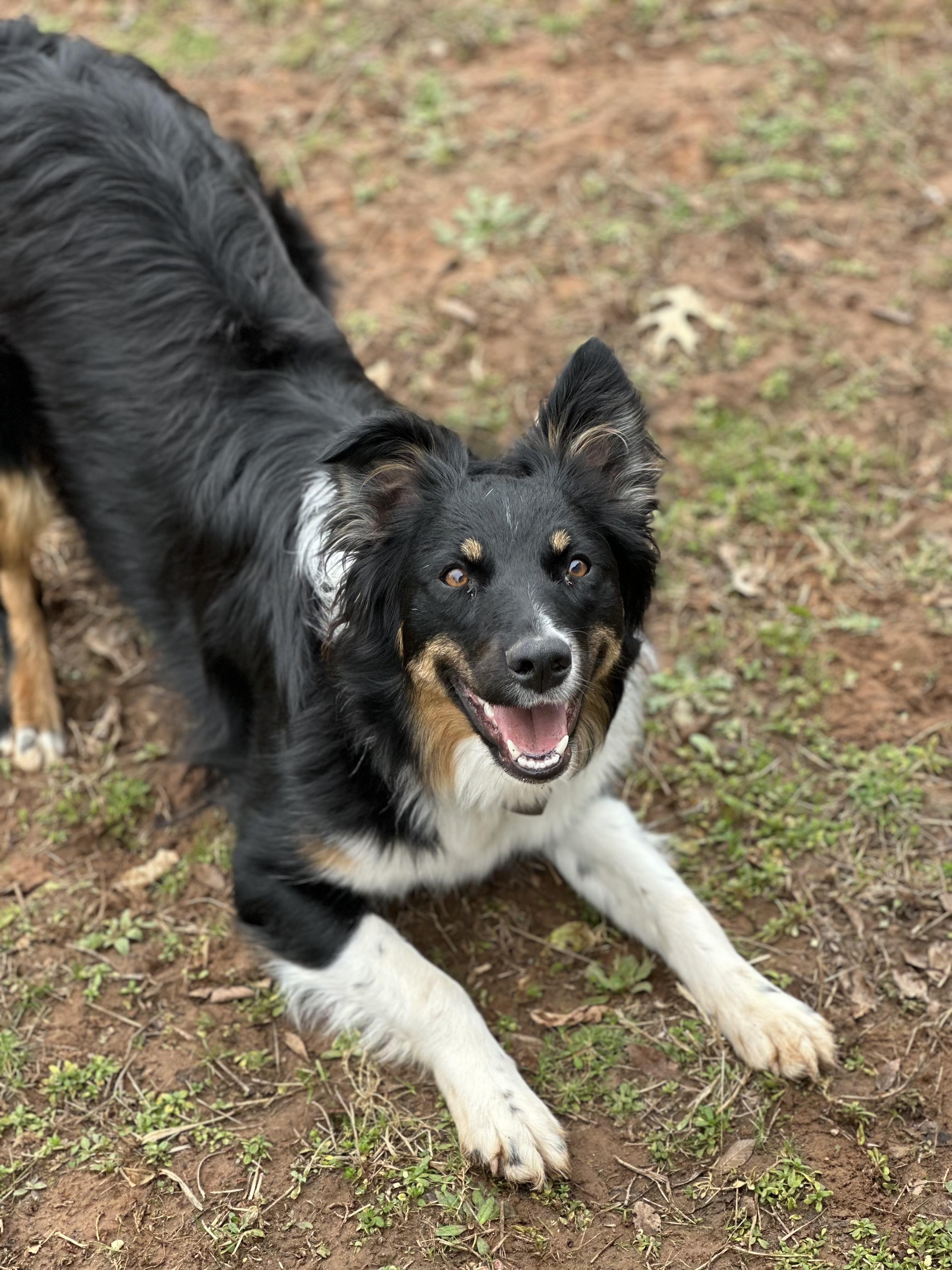 Baylee, adopted, Young Female Australian Shepherd.