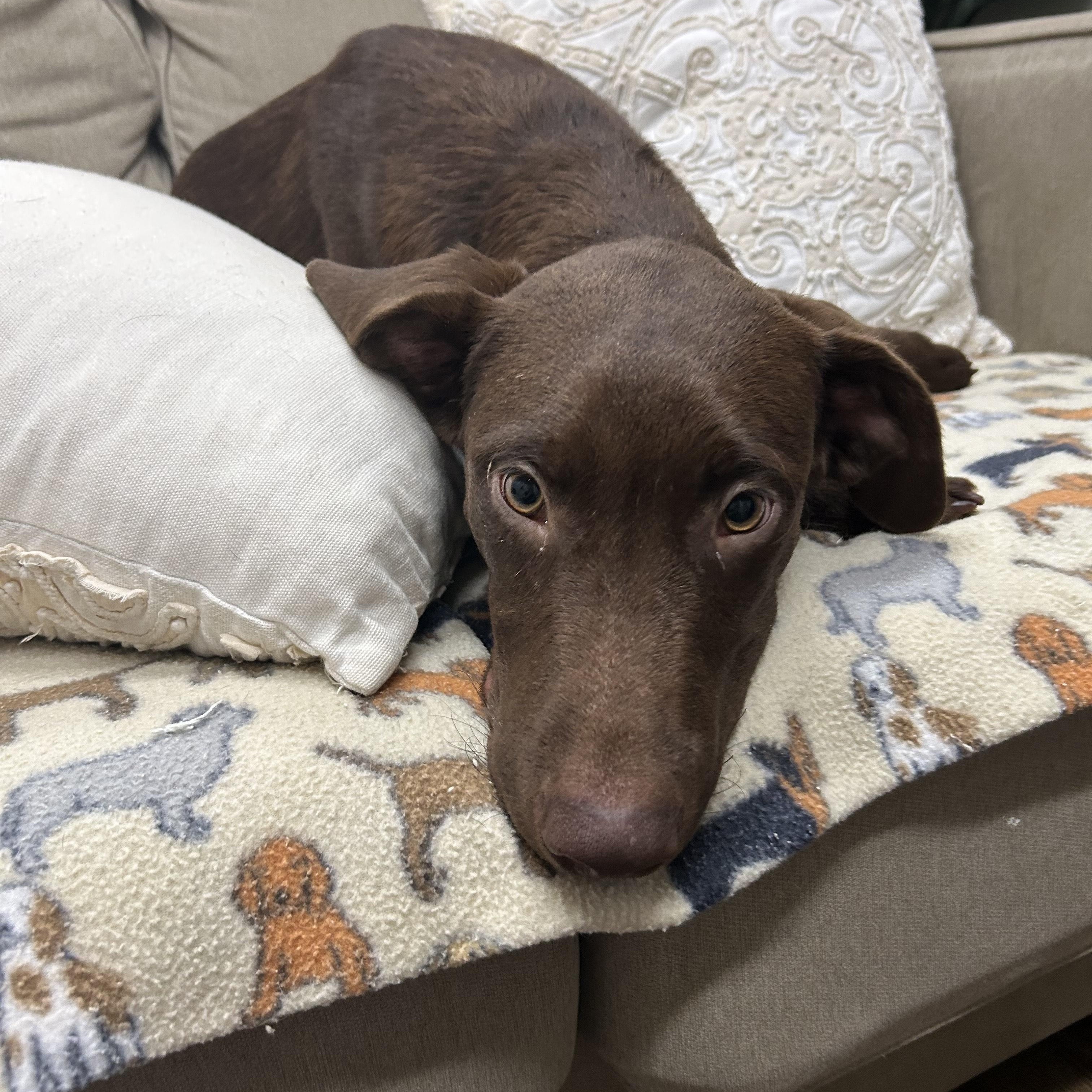 Cognac, a Adopted Chocolate Labrador Retriever in Tallahassee, FL image 2/5