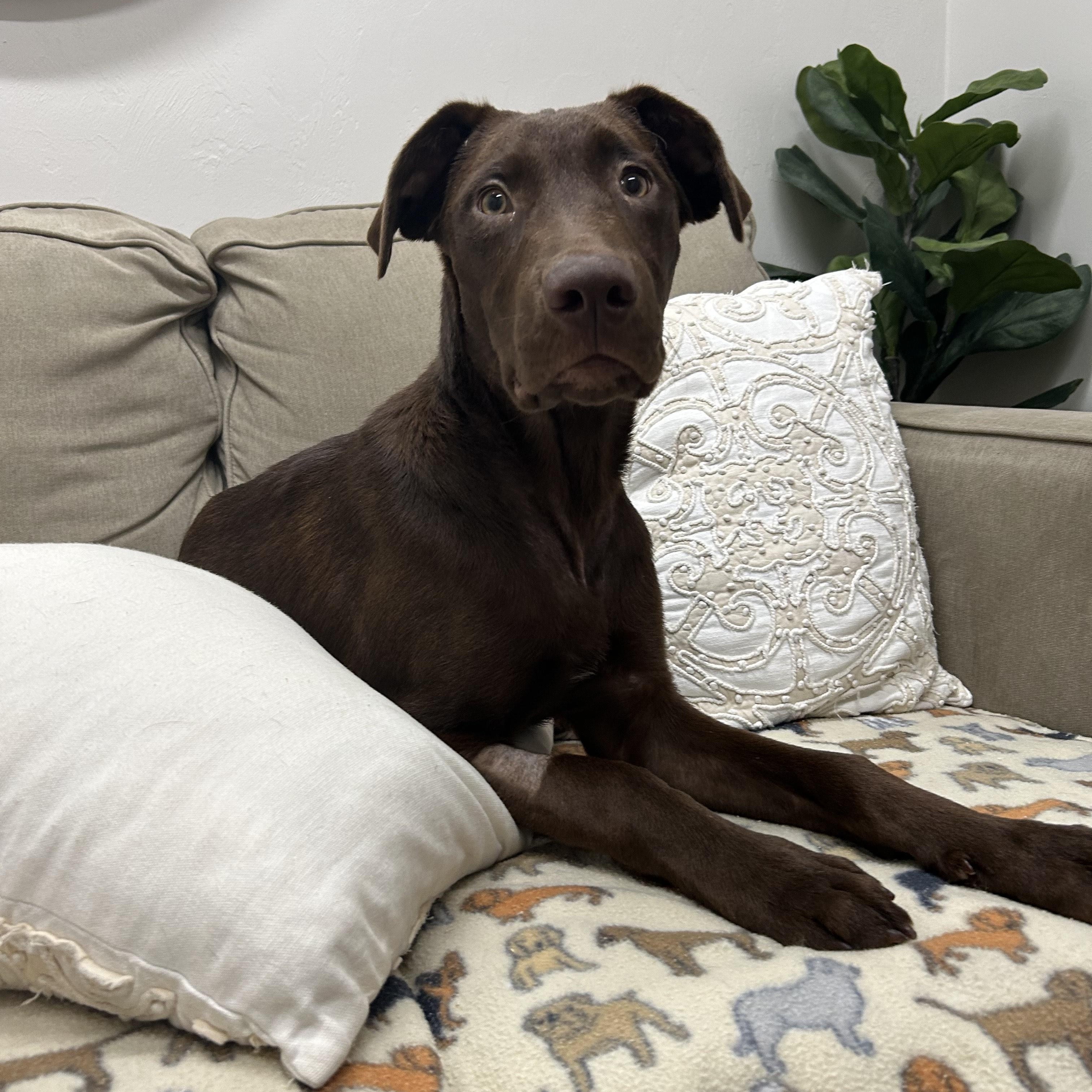 Cognac, a Adopted Chocolate Labrador Retriever in Tallahassee, FL image 4/5