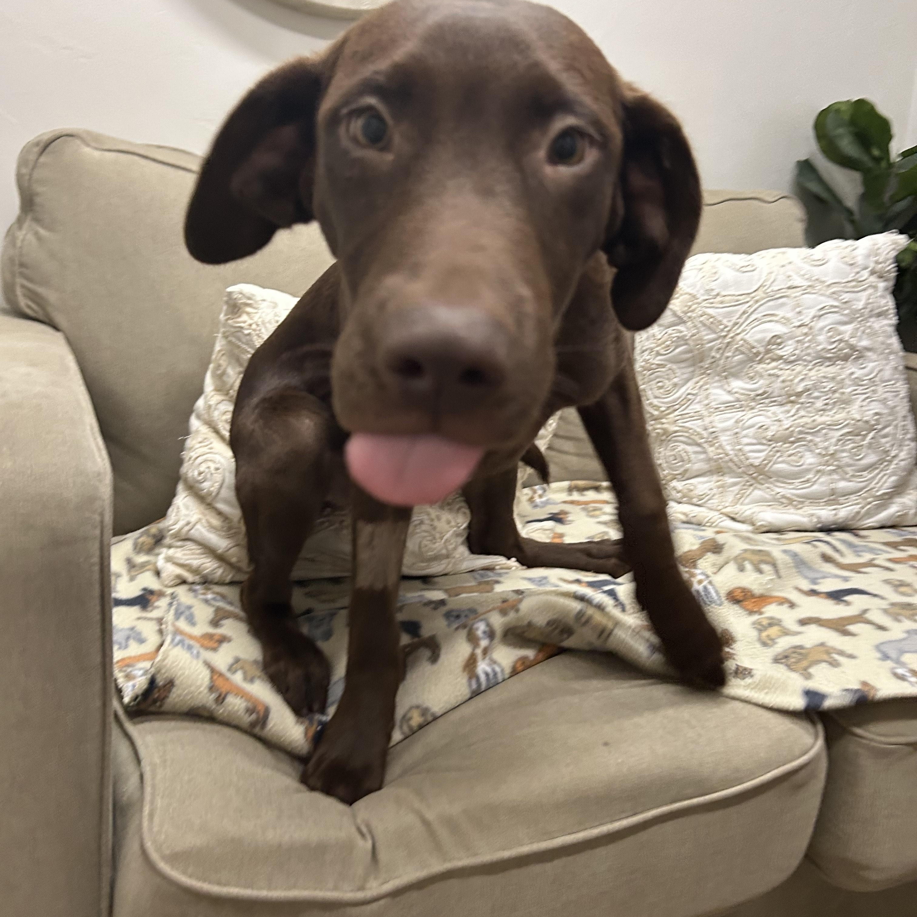 Cognac, a Adopted Chocolate Labrador Retriever in Tallahassee, FL image 1/5