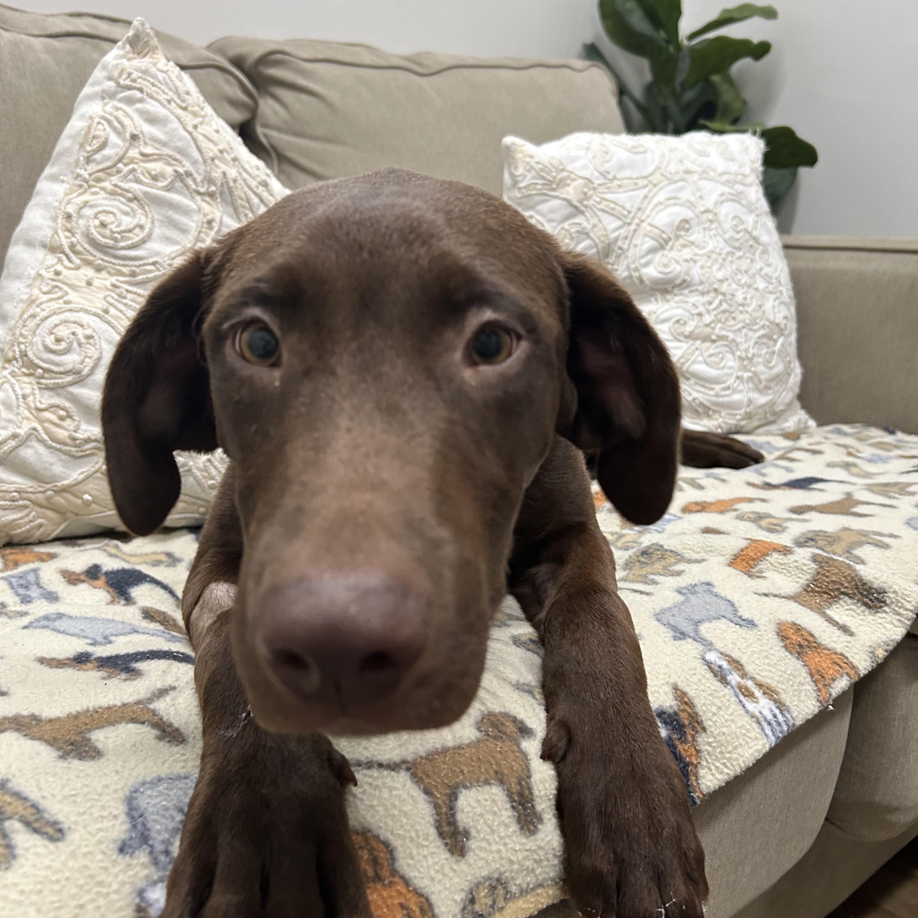 Cognac, a Adopted Chocolate Labrador Retriever in Tallahassee, FL image 5/5