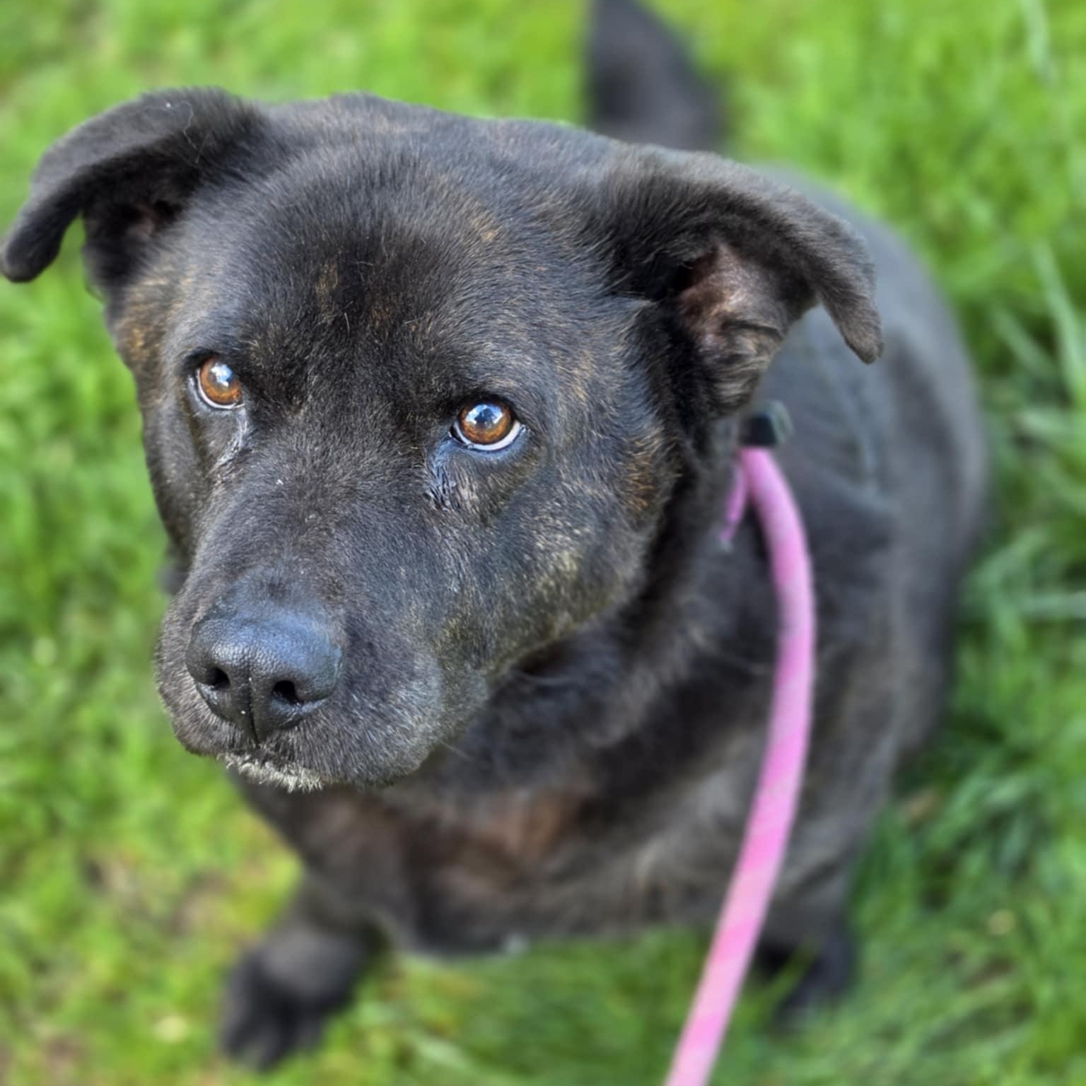 Enlarge Luna, a ADOPTABLE mixed breed in Grants Pass, OR image 3/5