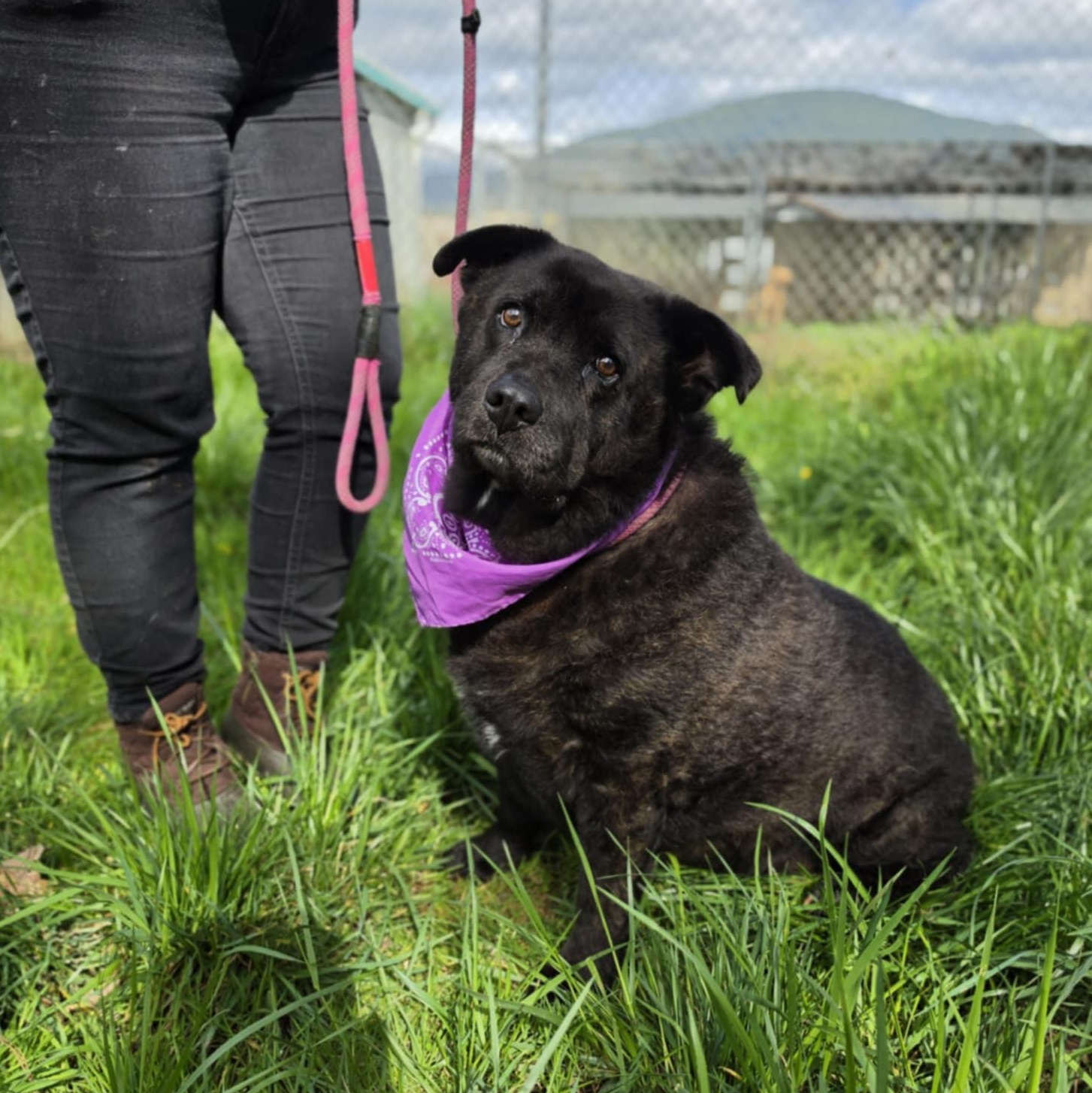 Enlarge Luna, a ADOPTABLE mixed breed in Grants Pass, OR image 4/5