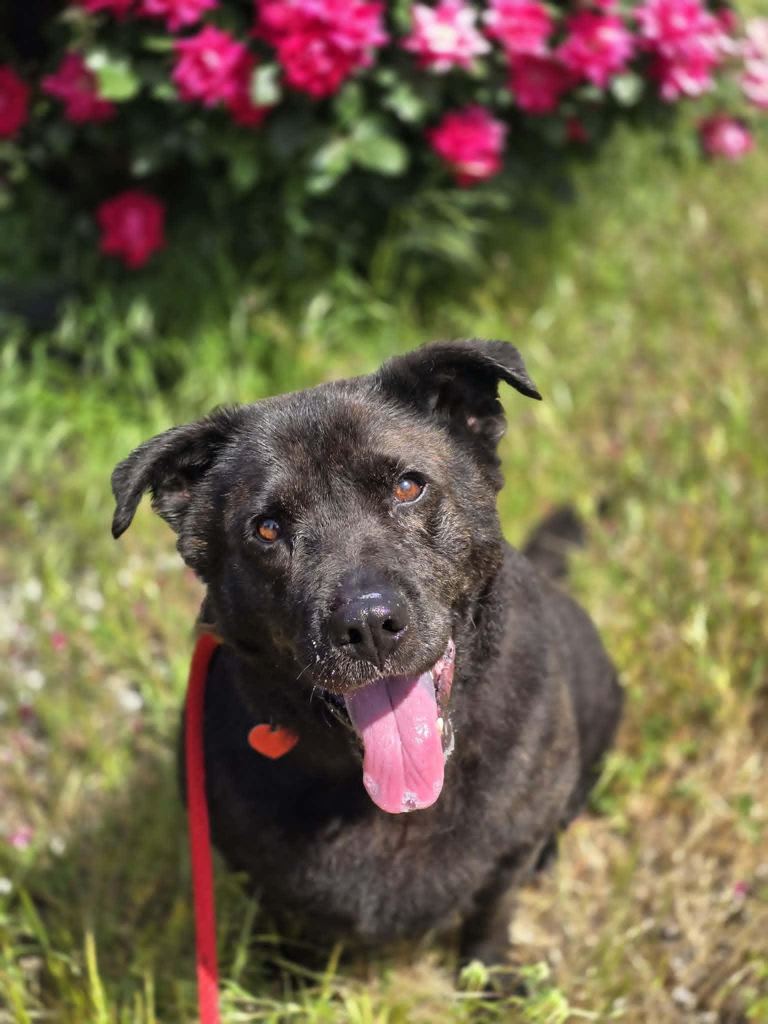 Enlarge Luna, an adopted mixed breed in Grants Pass, OR image 3/6