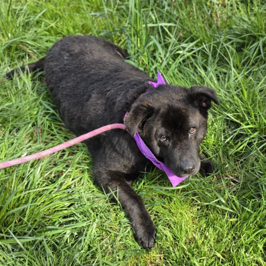 Enlarge Luna, a ADOPTABLE mixed breed in Grants Pass, OR image 5/5