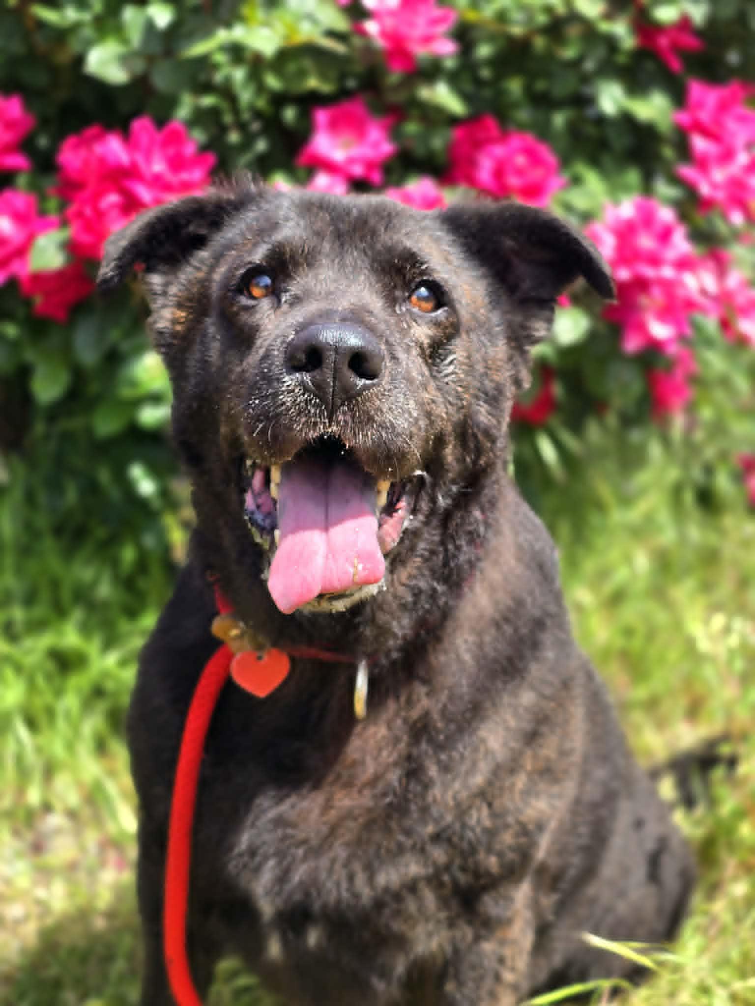 Enlarge Luna, an adopted mixed breed in Grants Pass, OR image 1/6