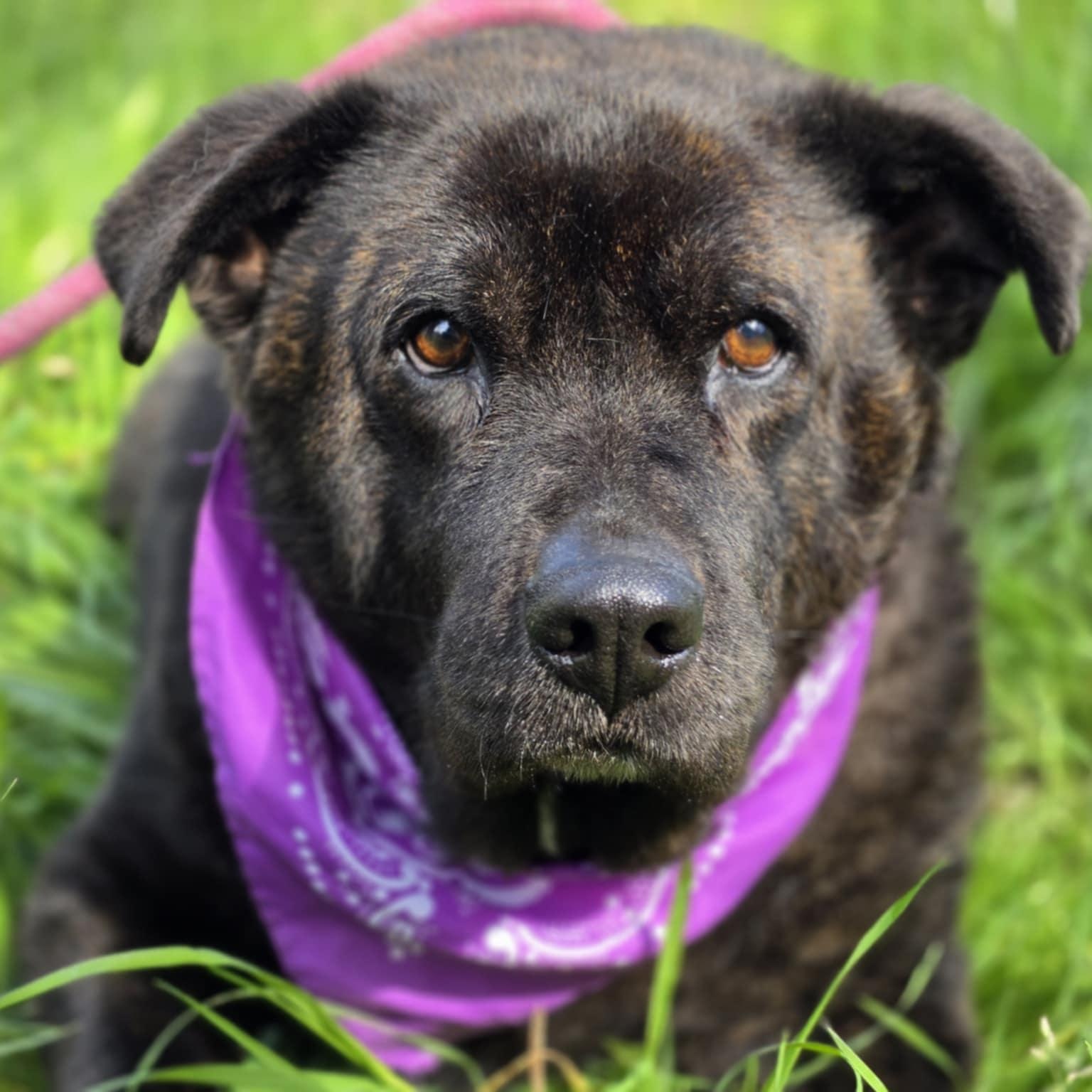 Enlarge Luna, a ADOPTABLE mixed breed in Grants Pass, OR image 2/5