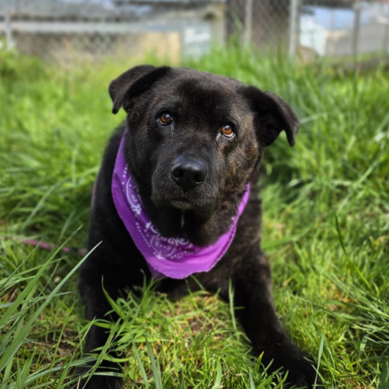 Luna, ADOPTABLE, Senior Female German Shepherd Dog.