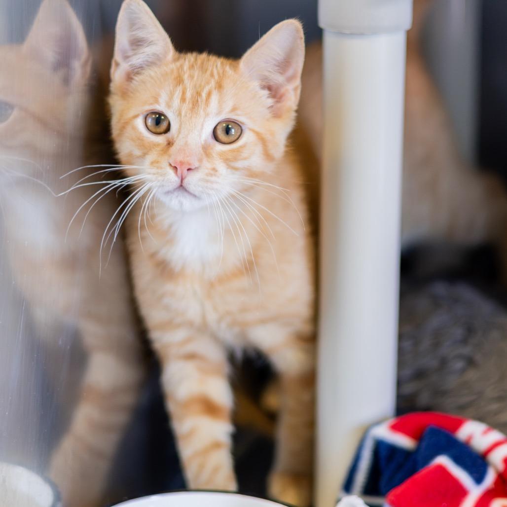 Percy Bonded to Grover, Adoptable, Kitten Male Domestic Short Hair.