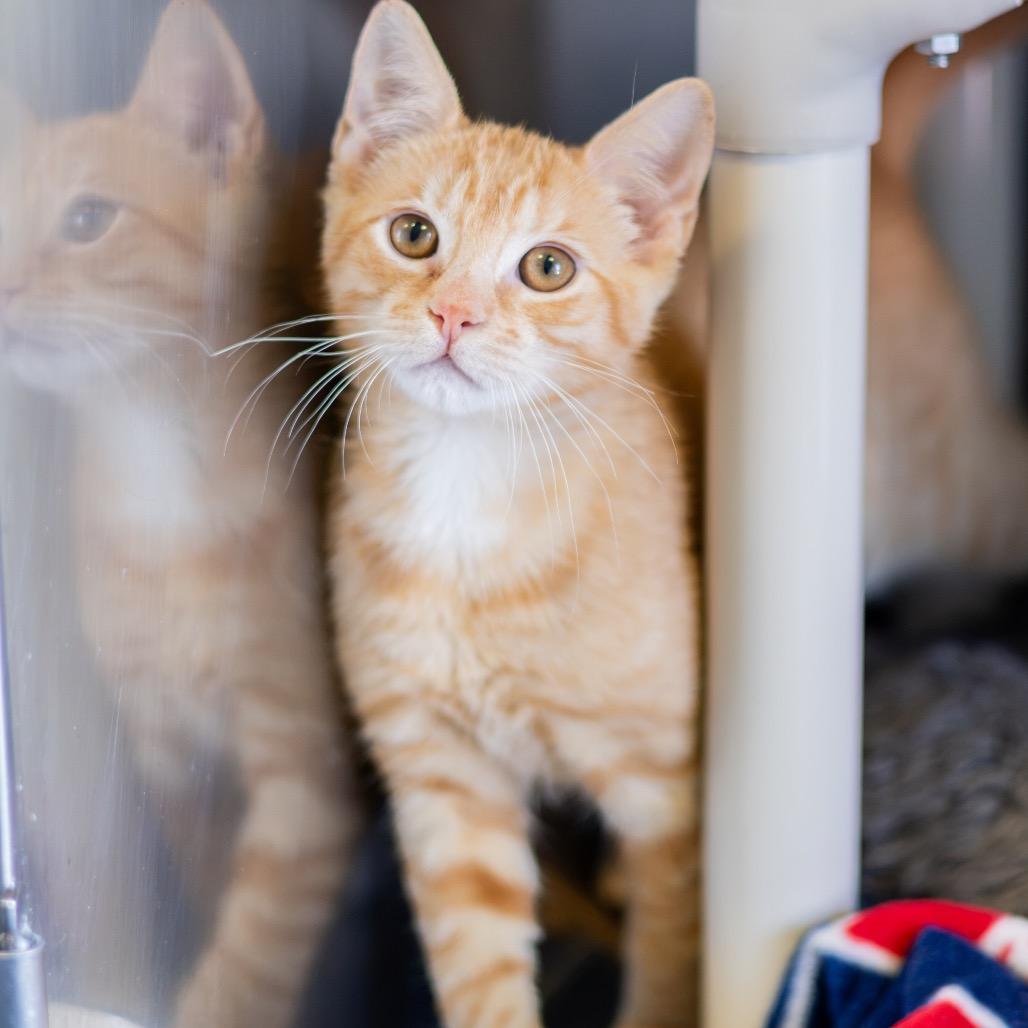Enlarge Percy Bonded to Grover, a Adoptable Domestic Short Hair in Newark, DE image 2/6