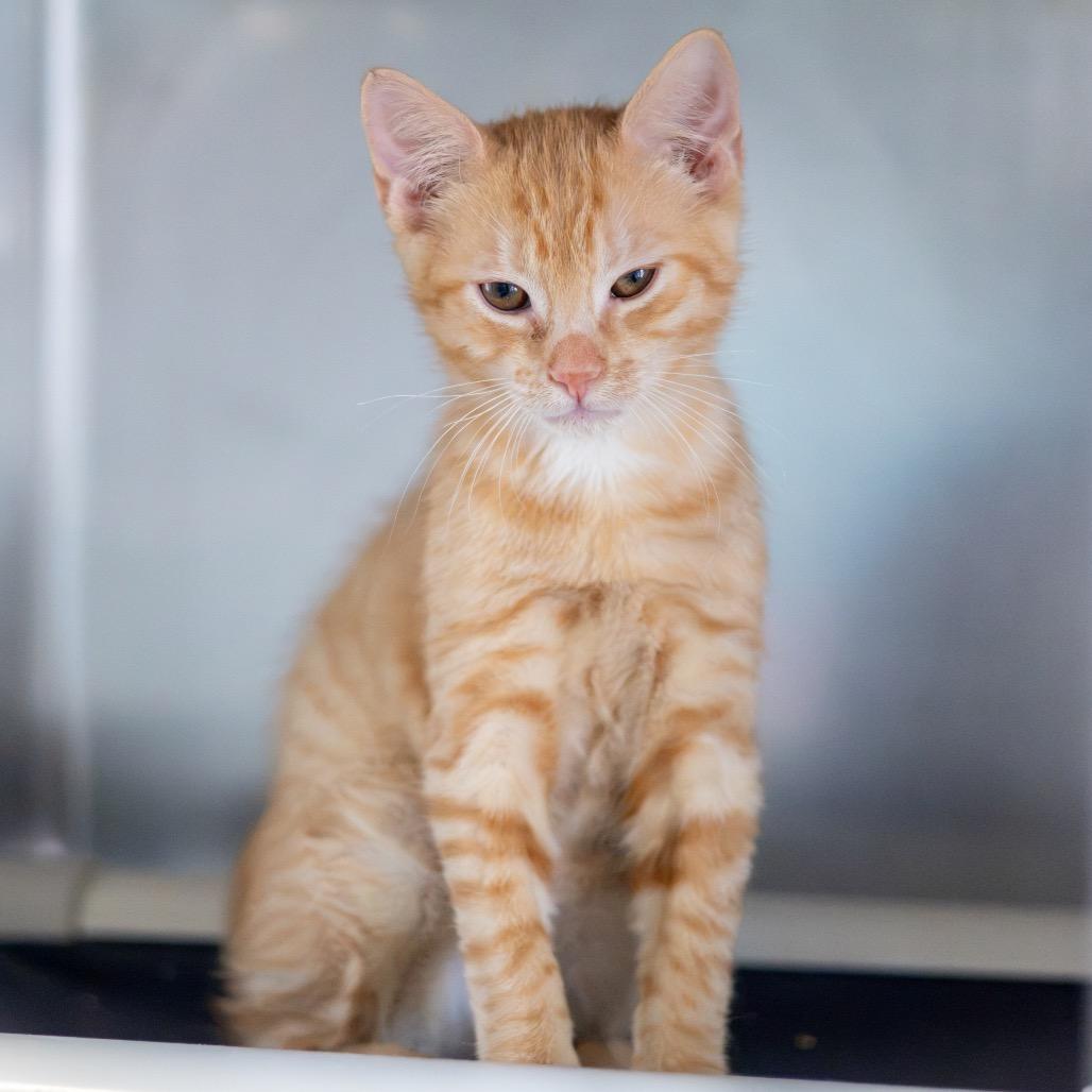 Enlarge Percy Bonded to Grover, a Adoptable Domestic Short Hair in Newark, DE image 3/6