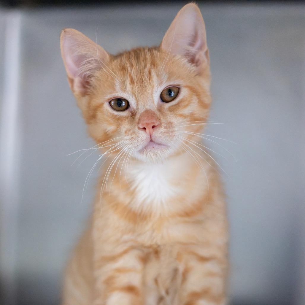 Enlarge Percy Bonded to Grover, a Adoptable Domestic Short Hair in Newark, DE image 4/6