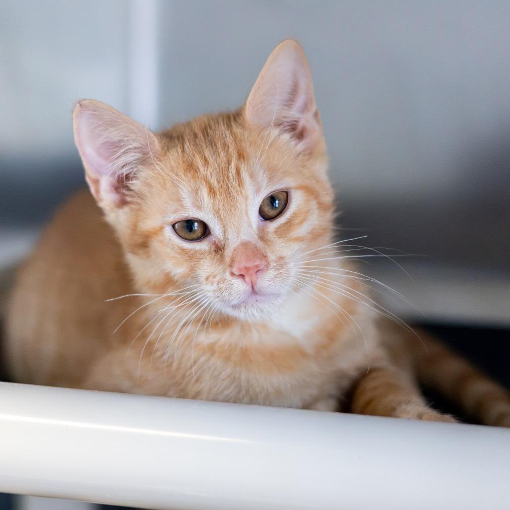 Enlarge Percy Bonded to Grover, a Adoptable Domestic Short Hair in Newark, DE image 5/6
