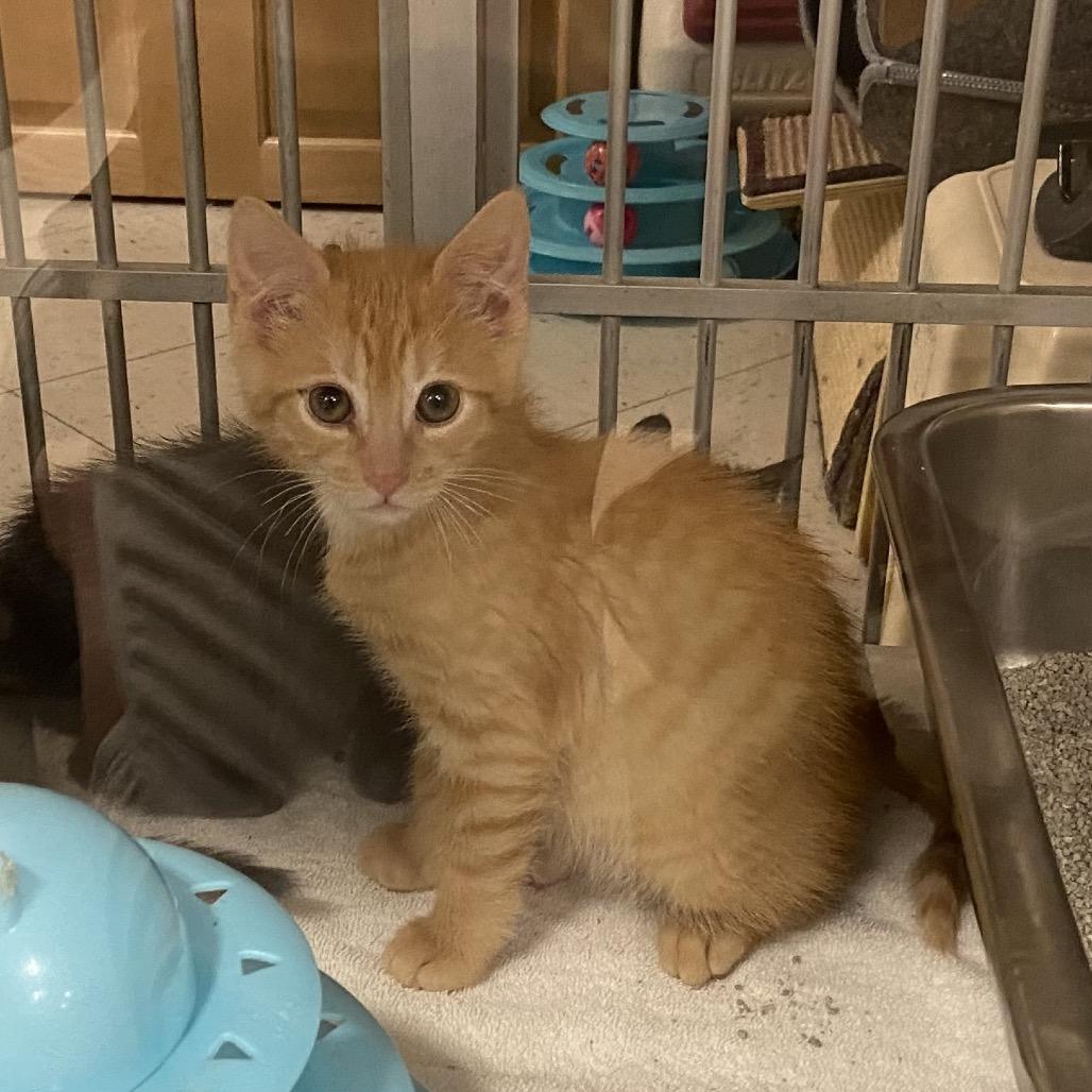 Enlarge Percy Bonded to Grover, a Adoptable Domestic Short Hair in Newark, DE image 6/6
