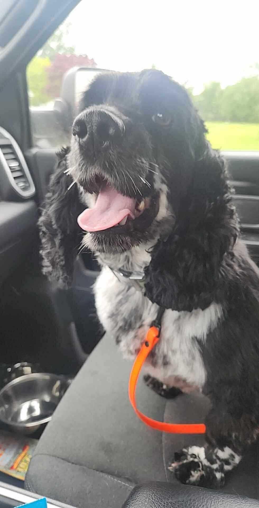 Enlarge Ranger, a Adopted Cocker Spaniel in Hamburg , NY image 2/6