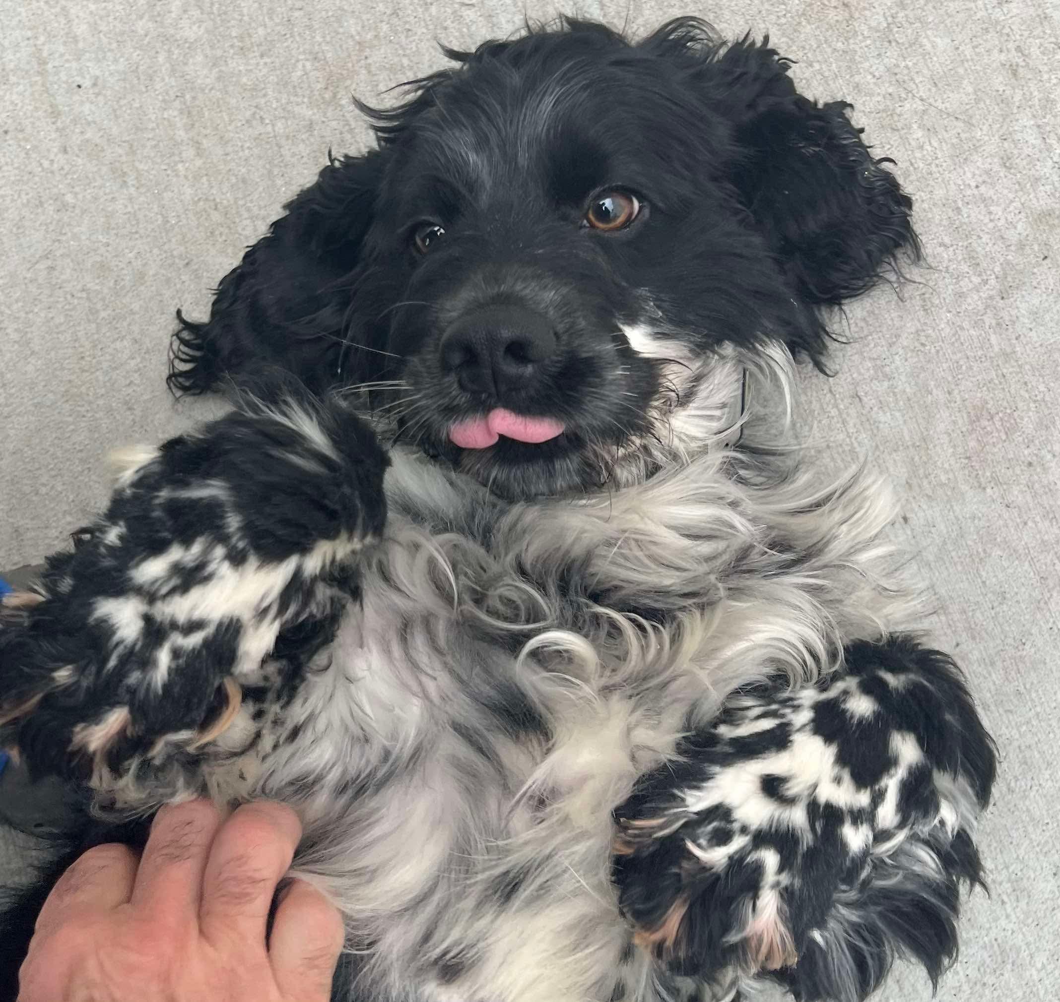 Ranger, Adopted, Young Male Cocker Spaniel.