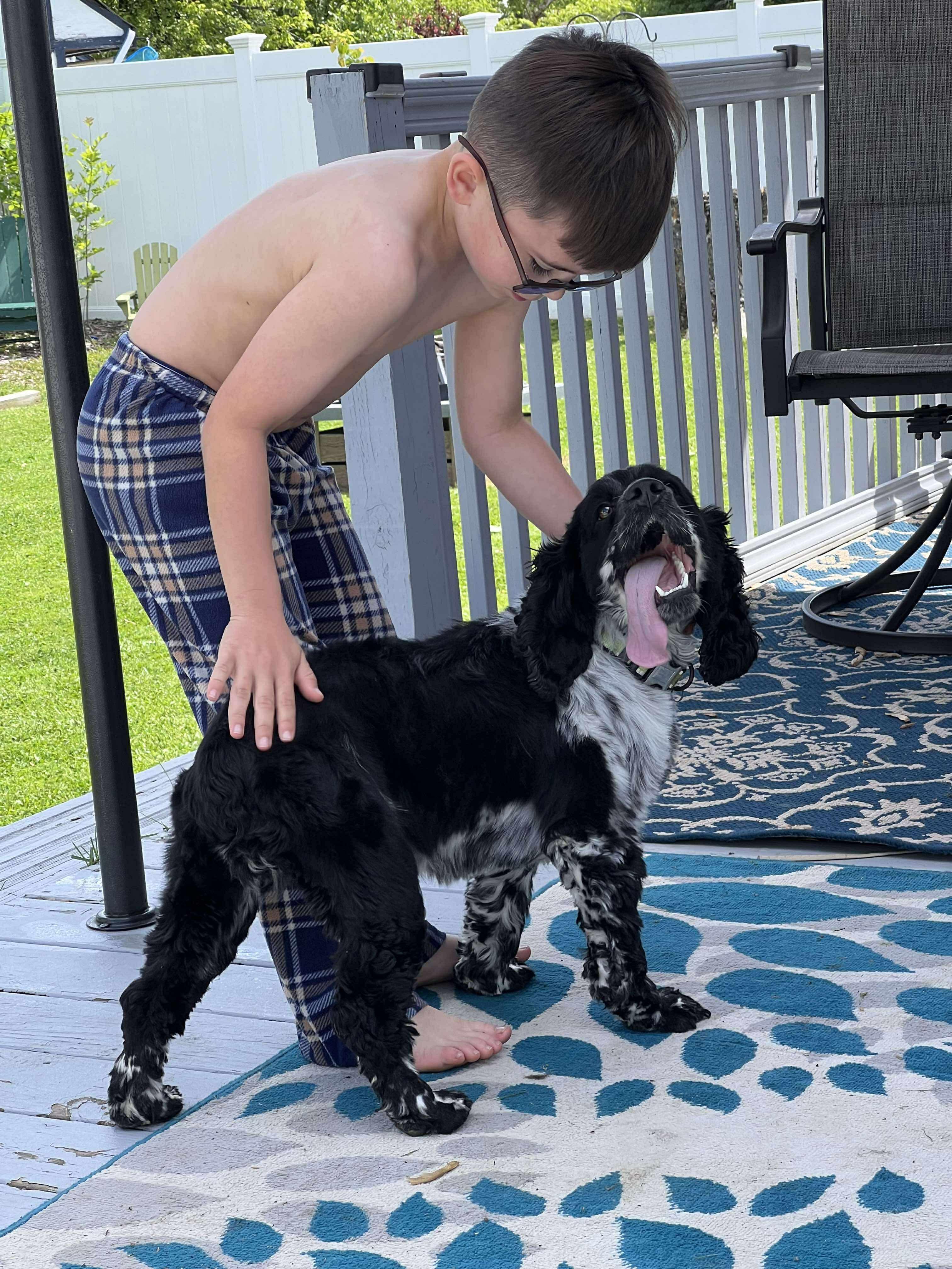Enlarge Ranger, a Adopted Cocker Spaniel in Hamburg , NY image 3/6