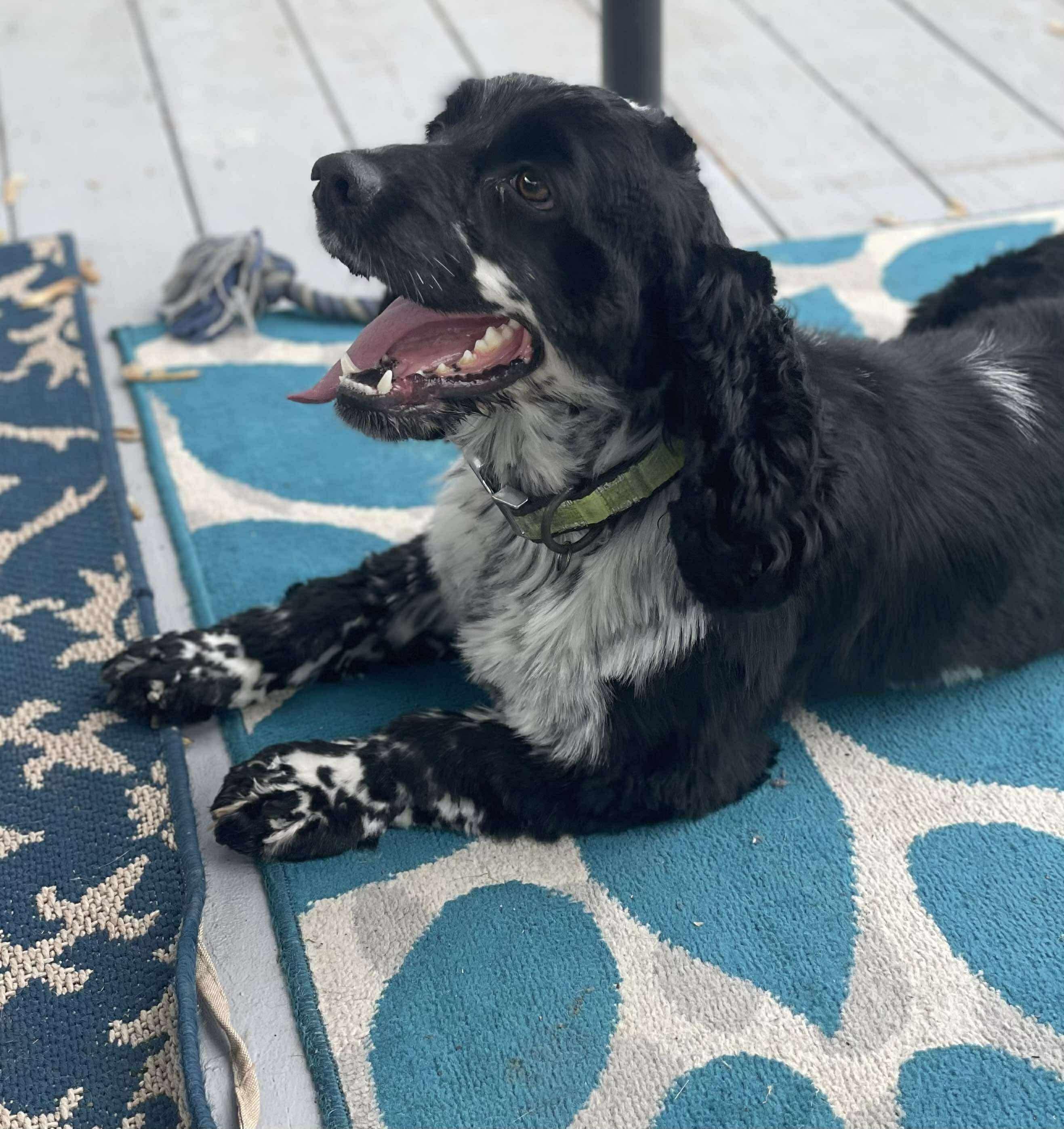 Enlarge Ranger, a Adopted Cocker Spaniel in Hamburg , NY image 5/6