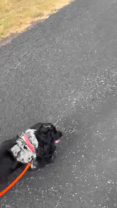 Enlarge Ranger, a Adopted Cocker Spaniel in Hamburg , NY video 6/6