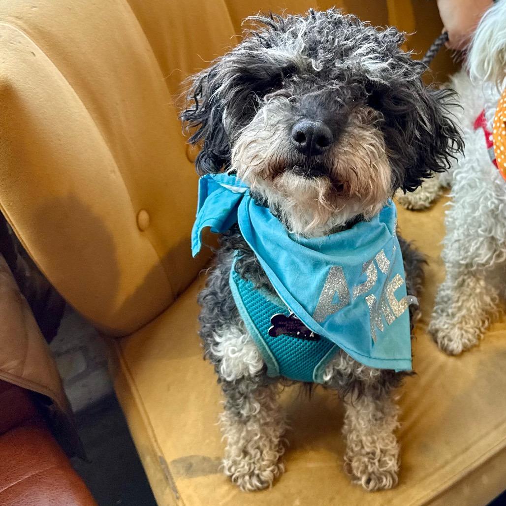 Milo, Adoptable, Adult Male Maltese & Poodle.
