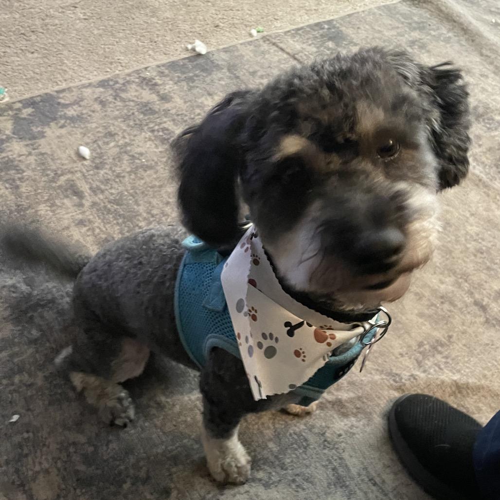 Milo, Adoptable, Adult Male Maltese & Poodle.