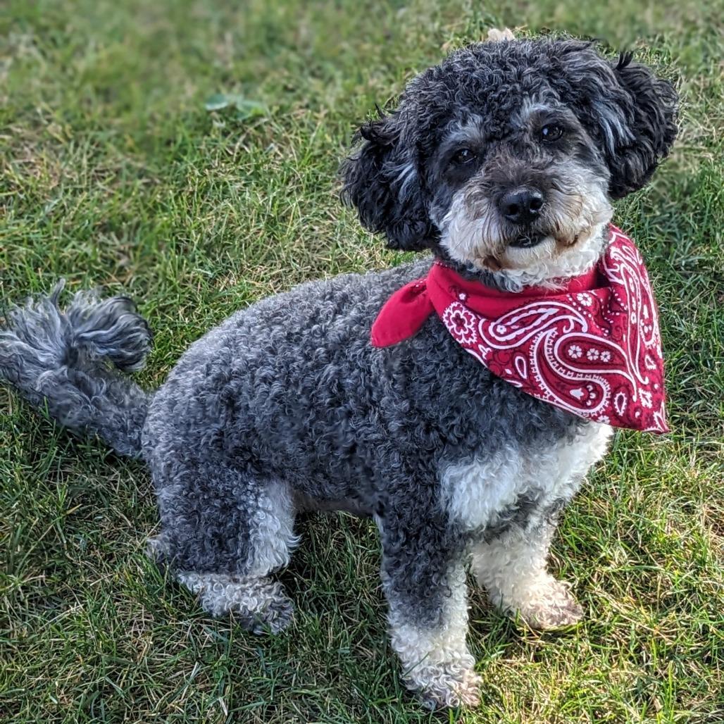 Milo, Adoptable, Adult Male Maltese & Poodle.
