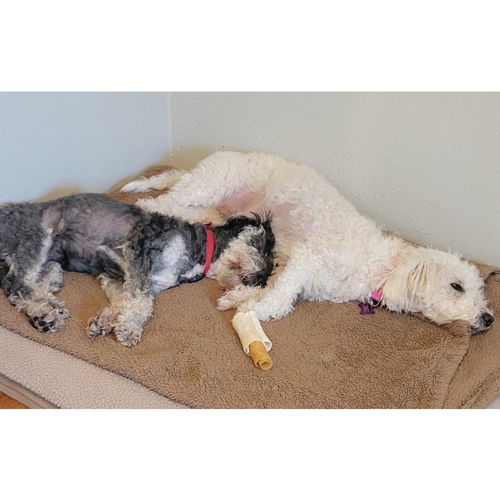 Milo (Bonded w/Bonny), Adoptable, Adult Male Maltese & Poodle.