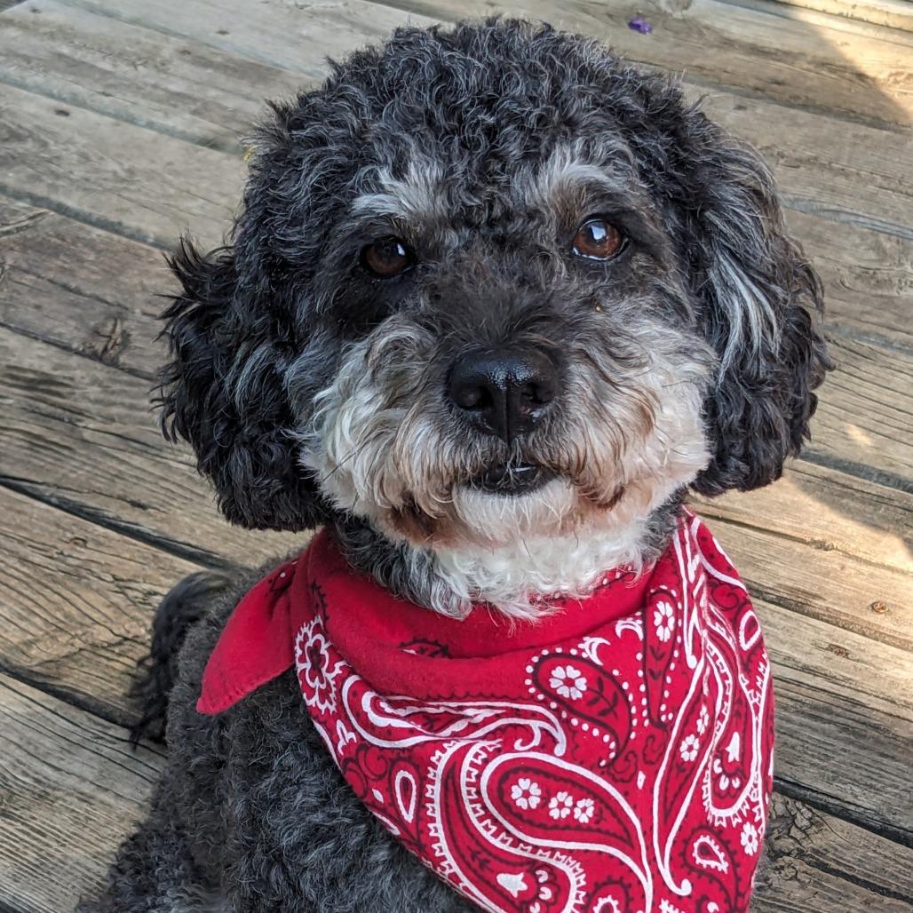 Milo, a Adoptable mixed breed in Crystal, MN image 2/5