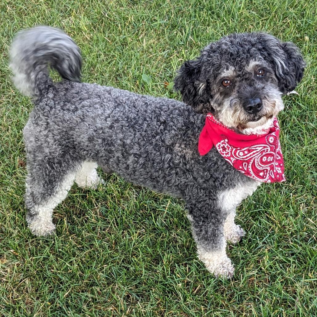 Milo, a Adoptable mixed breed in Crystal, MN image 3/5