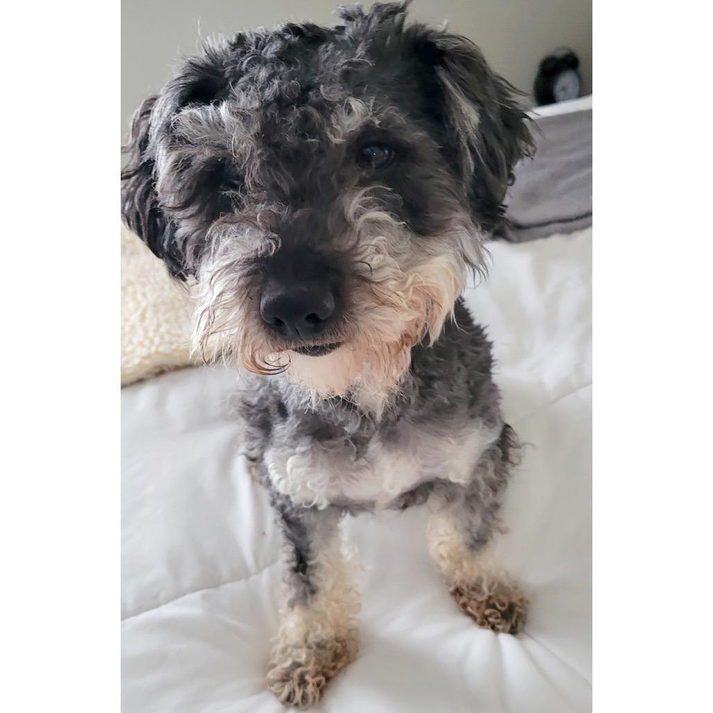 Milo (Bonded w/Bonny), a Adoptable mixed breed in Crystal, MN image 2/3