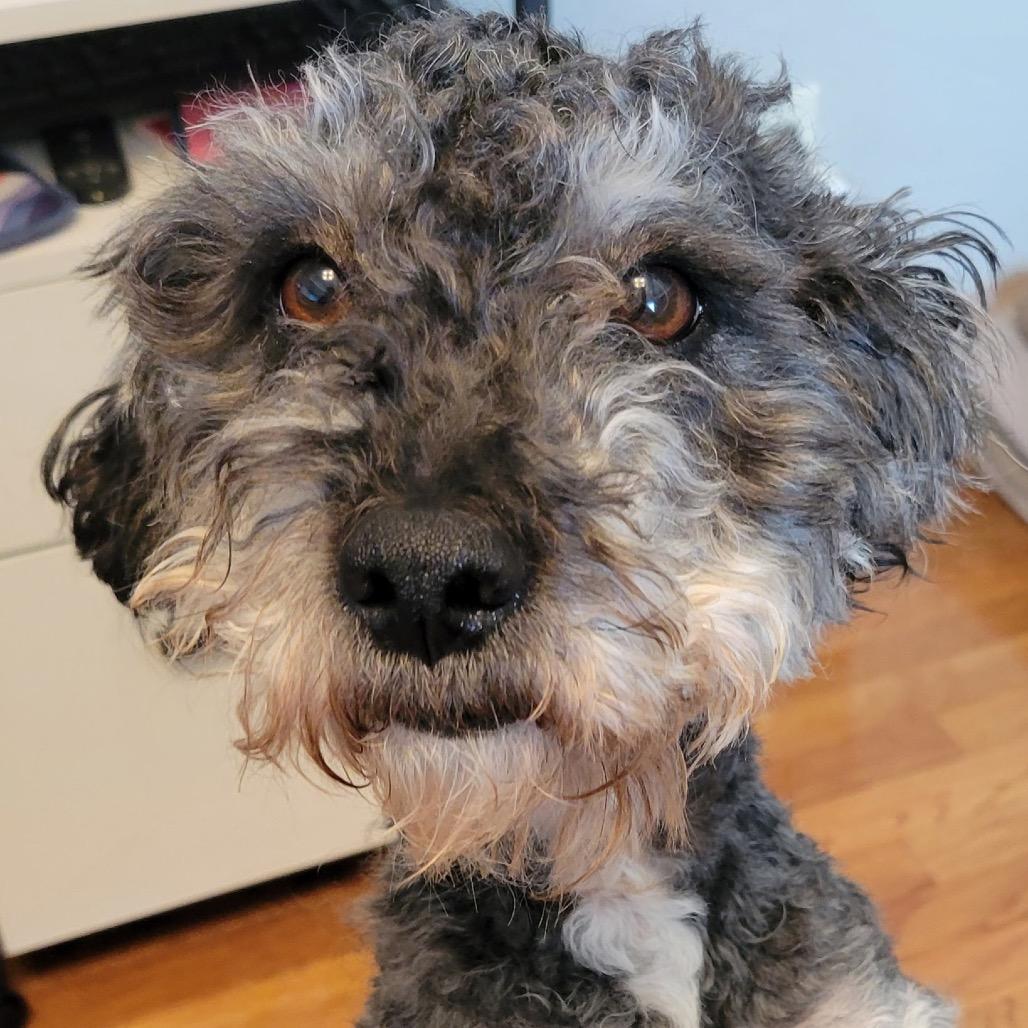 Milo (Bonded w/Bonny), a Adoptable mixed breed in Crystal, MN image 3/3